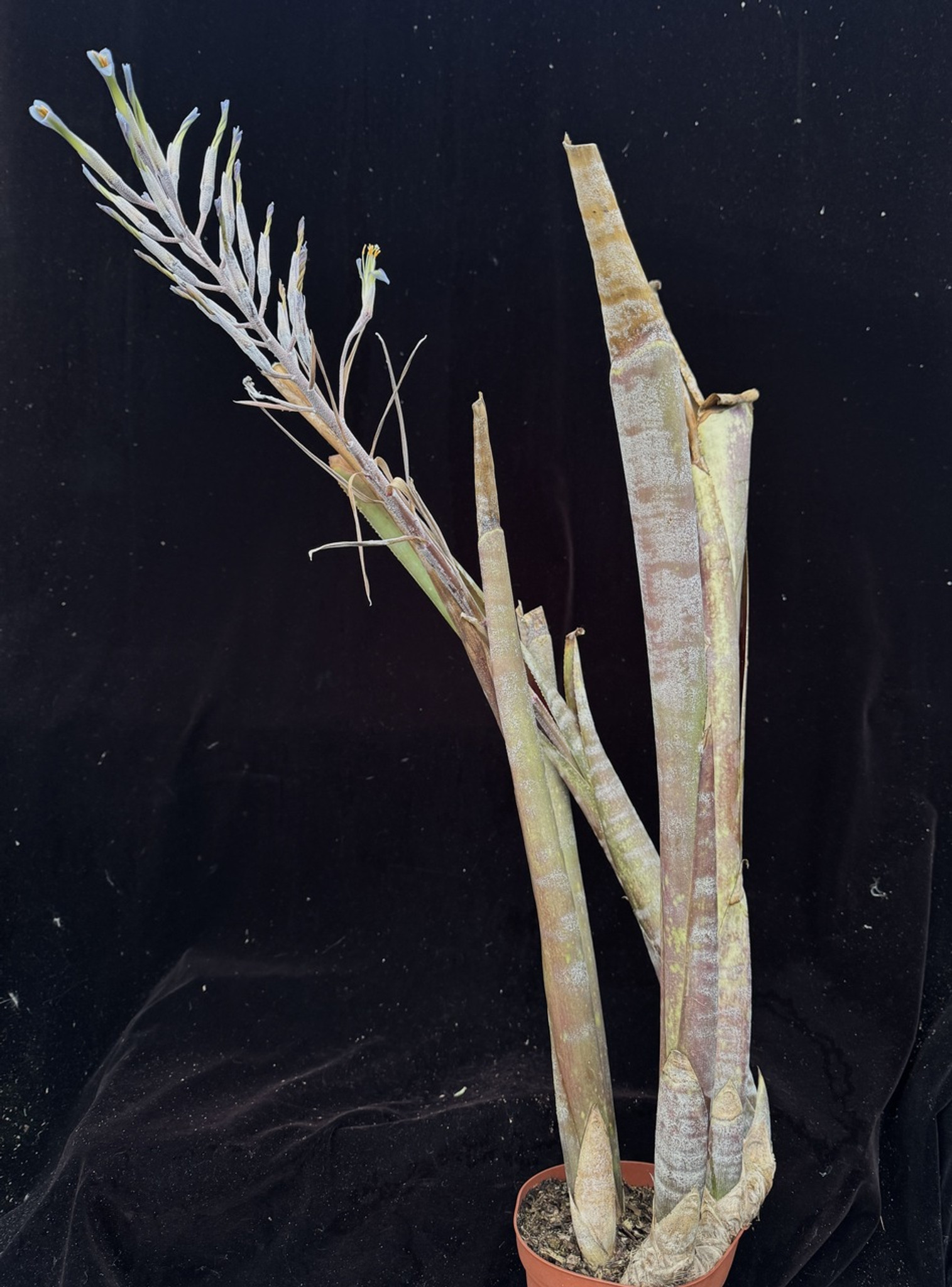 通販サイト一覧 Billbergia fosteriana Tropicals Rock Bird - ブロメリア・エアープランツ