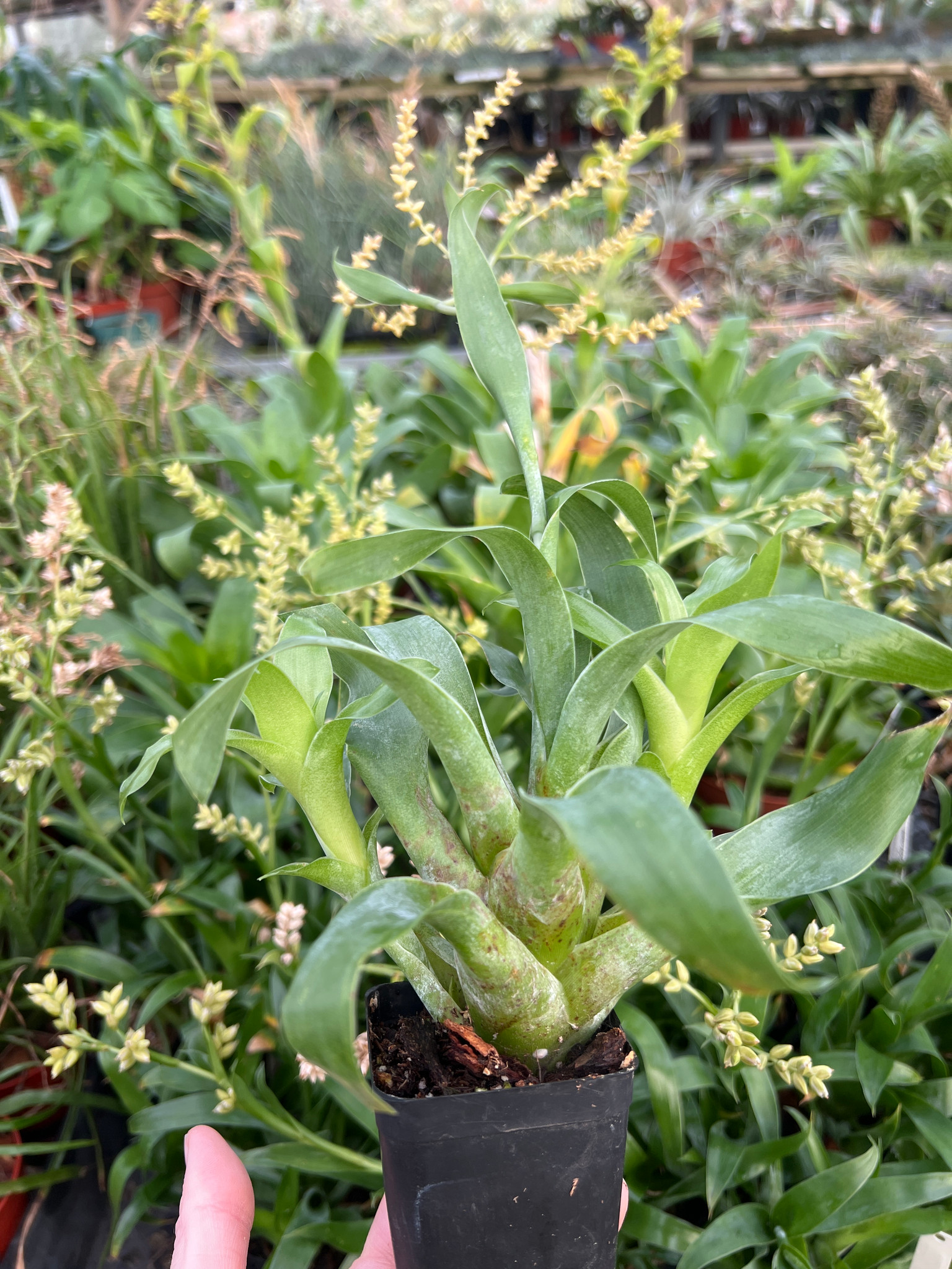 Catopsis morreniana - Bird Rock Tropicals