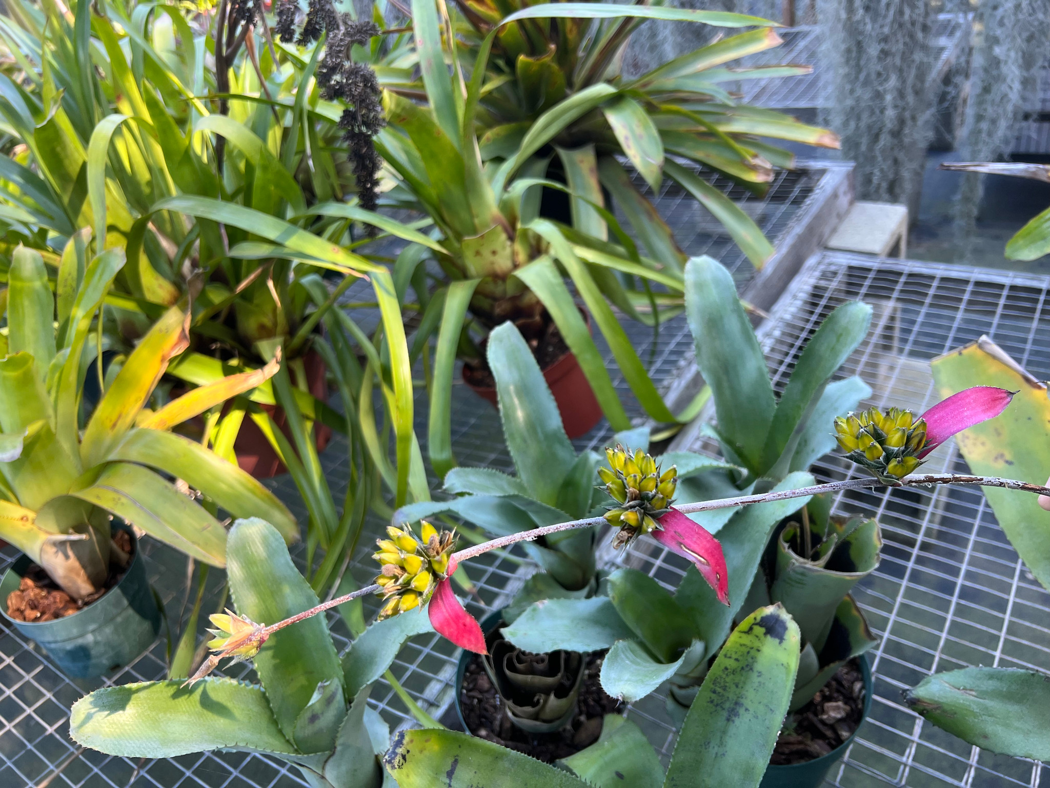 Aechmea disjuncta - Bird Rock Tropicals