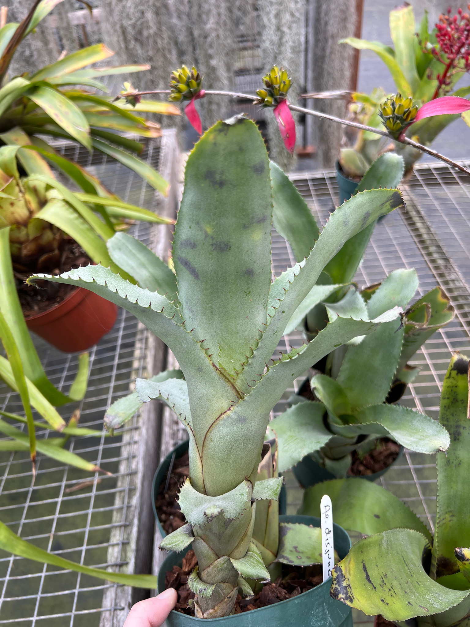 Aechmea disjuncta - Bird Rock Tropicals