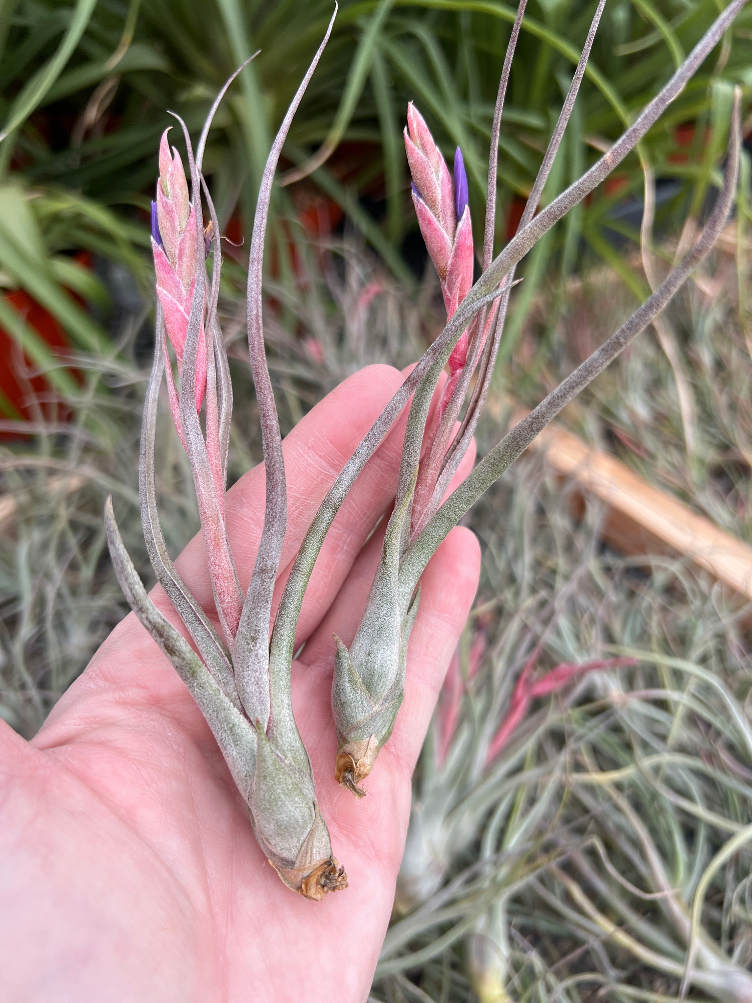 Tillandsia Pruinariza (T. ariza-julia x pruinosa) - Bird Rock