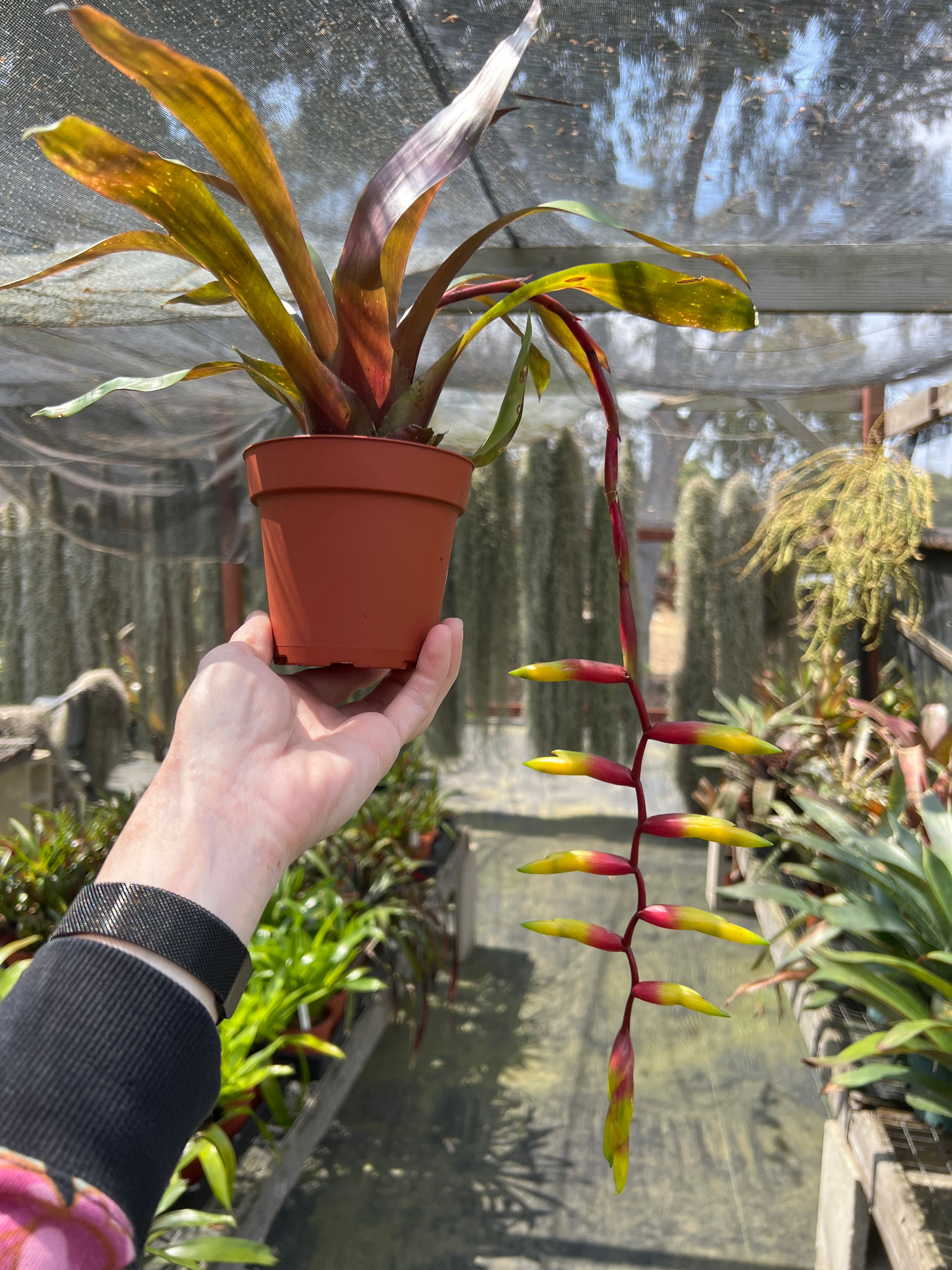 Vriesea simplex - Bird Rock Tropicals