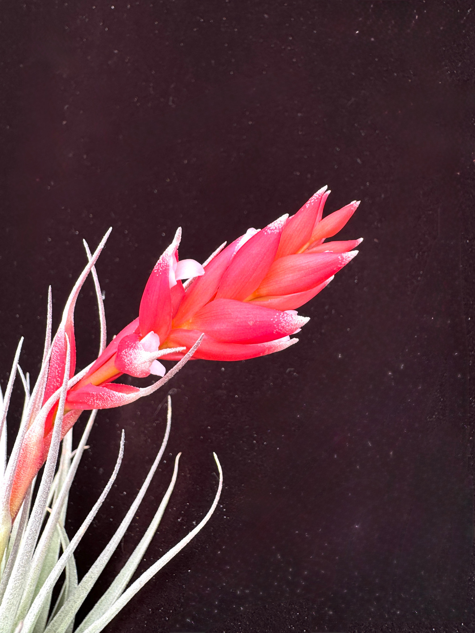 Tillandsia BRT Key West (T. aeranthos X recurvifolia v