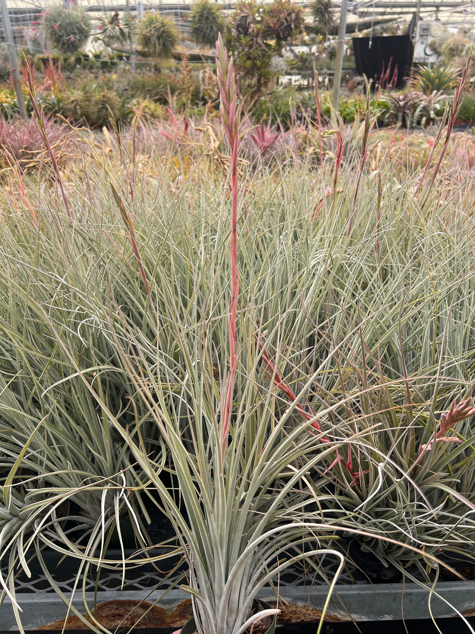 Tillandsia karwinskyana x floridana - Bird Rock Tropicals