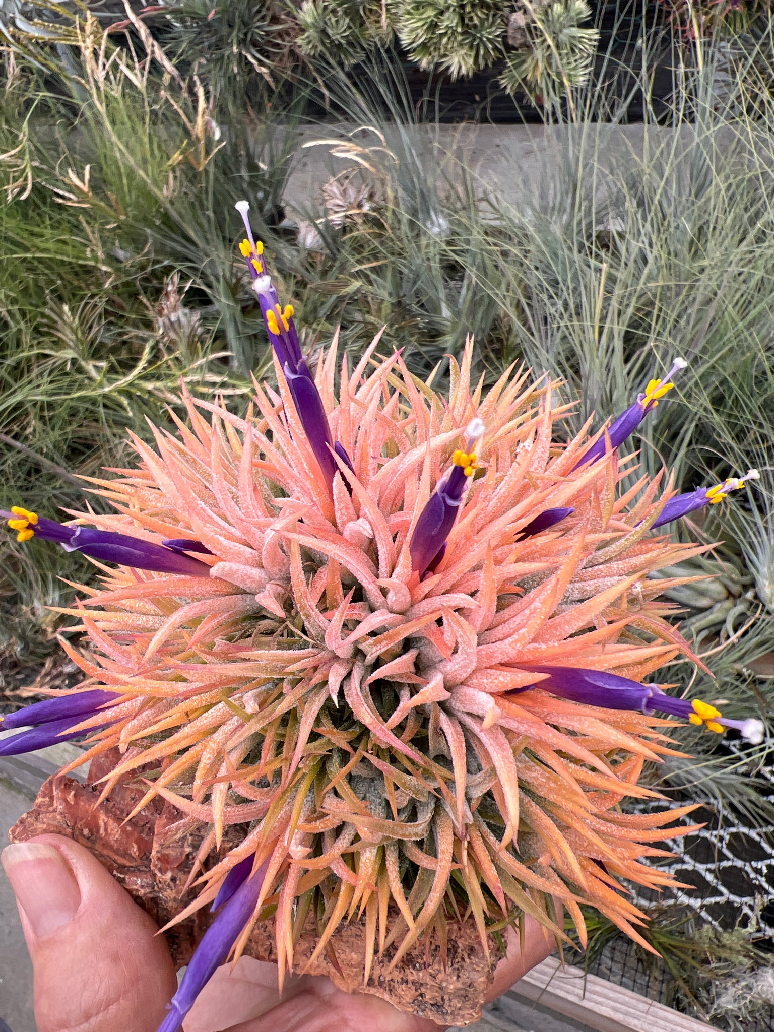 Tillandsia ionantha 'Peach' (true) - Bird Rock Tropicals