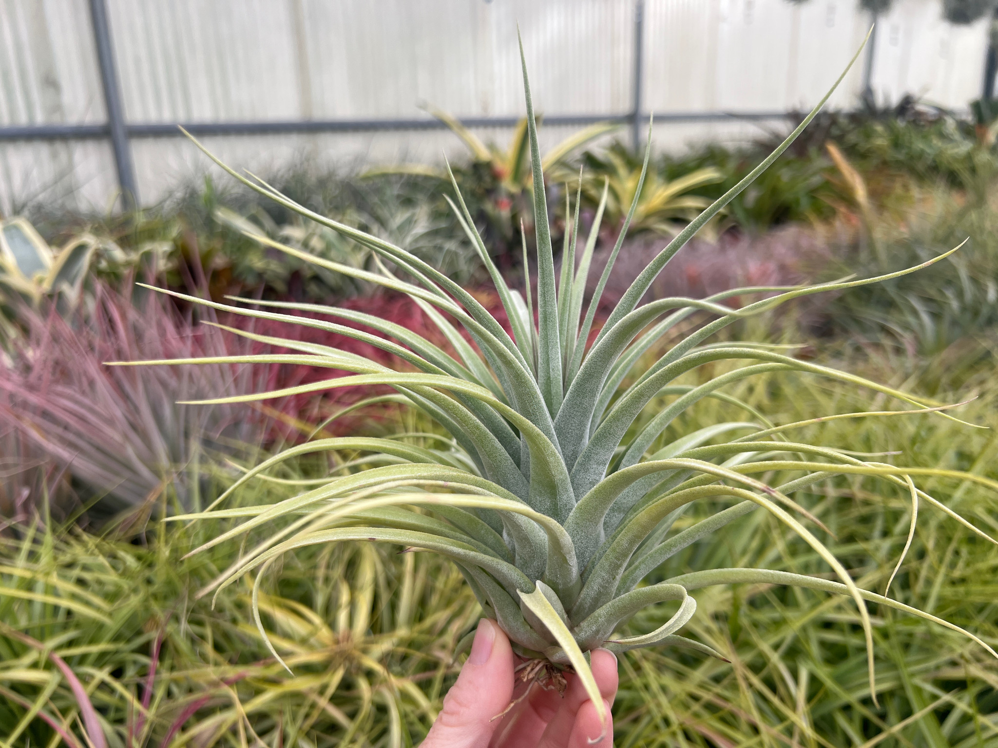 Tillandsia Elisa (T. concolor x streptophylla) - Bird Rock Tropicals