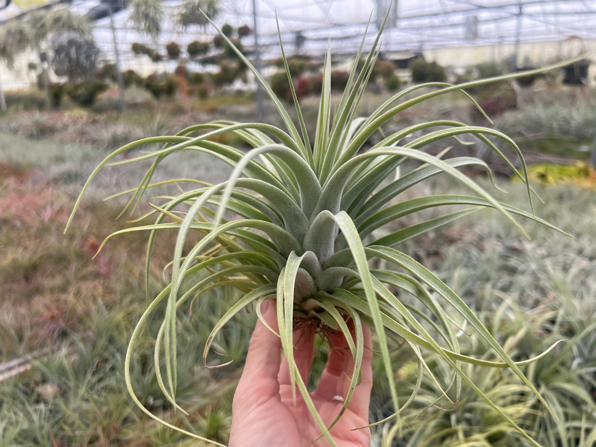 Tillandsia Elisa (T. concolor x streptophylla) - Bird Rock Tropicals