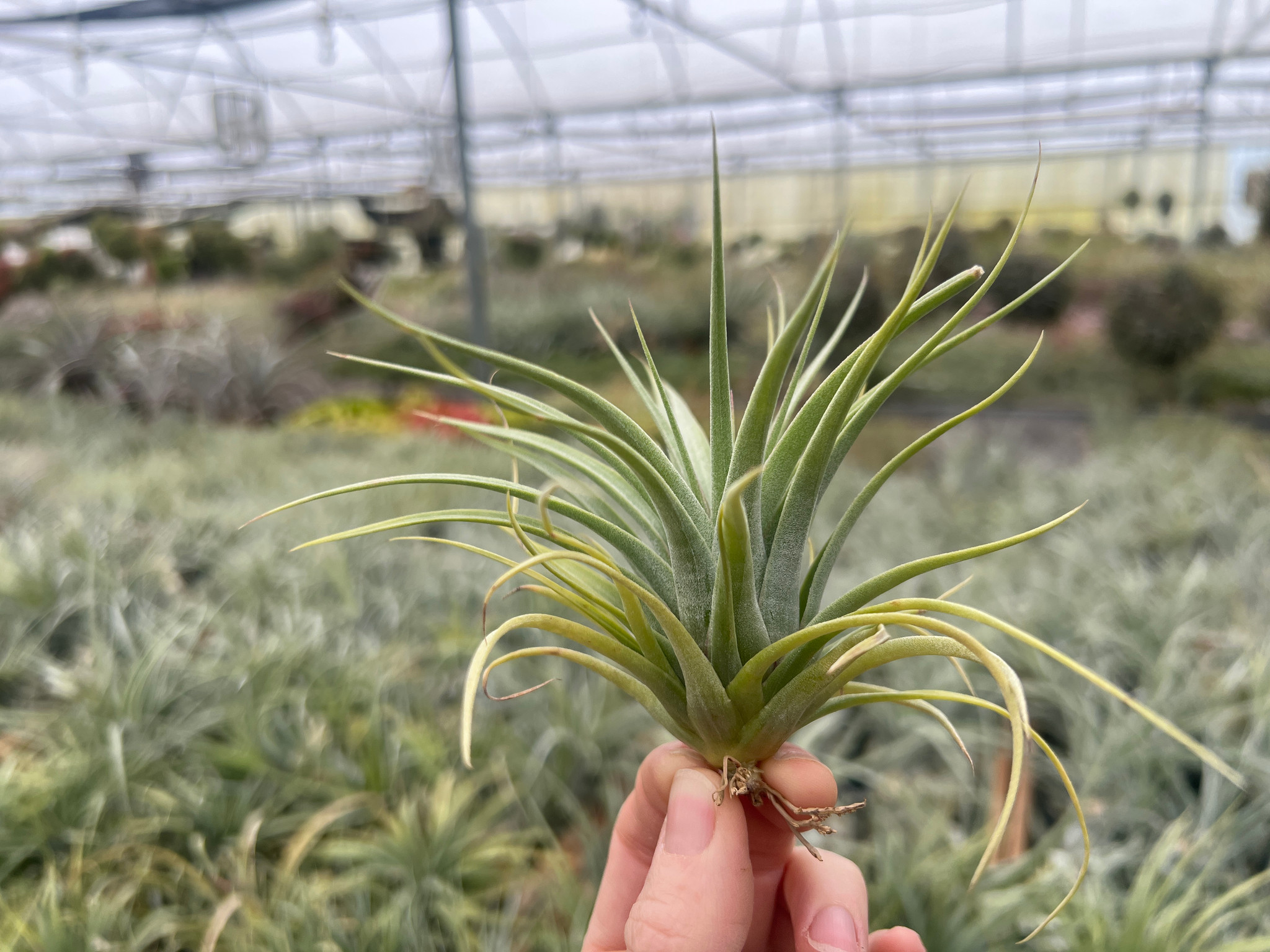 Tillandsia Elisa (T. concolor x streptophylla) - Bird Rock Tropicals