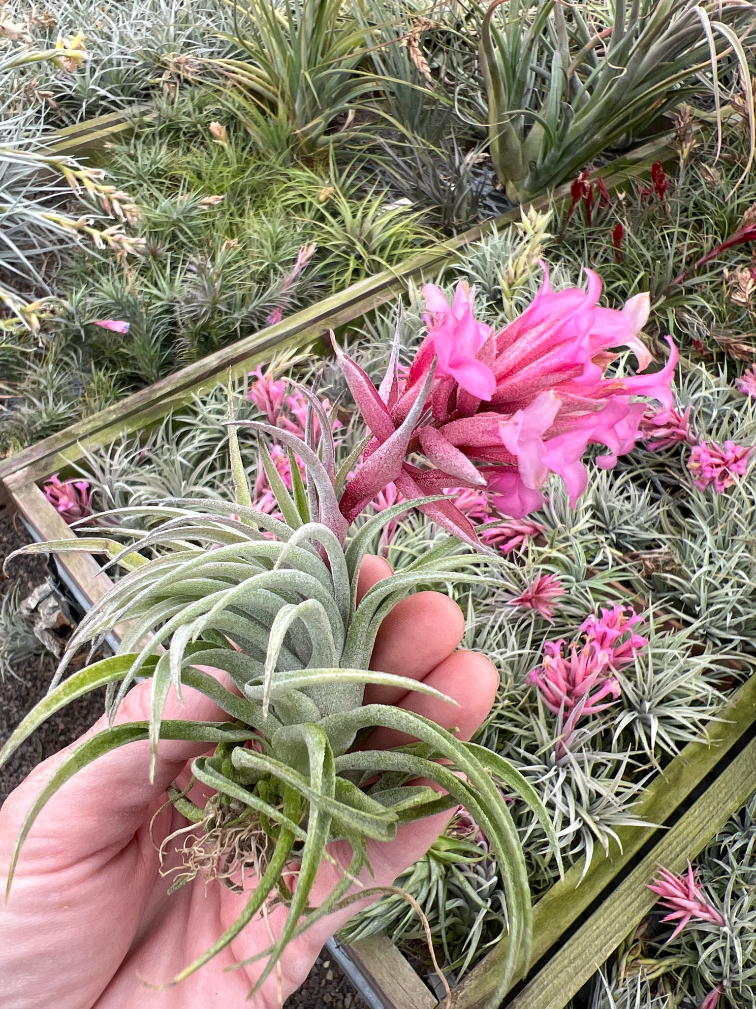 Tillandsia sucrei (giant form) - Bird Rock Tropicals