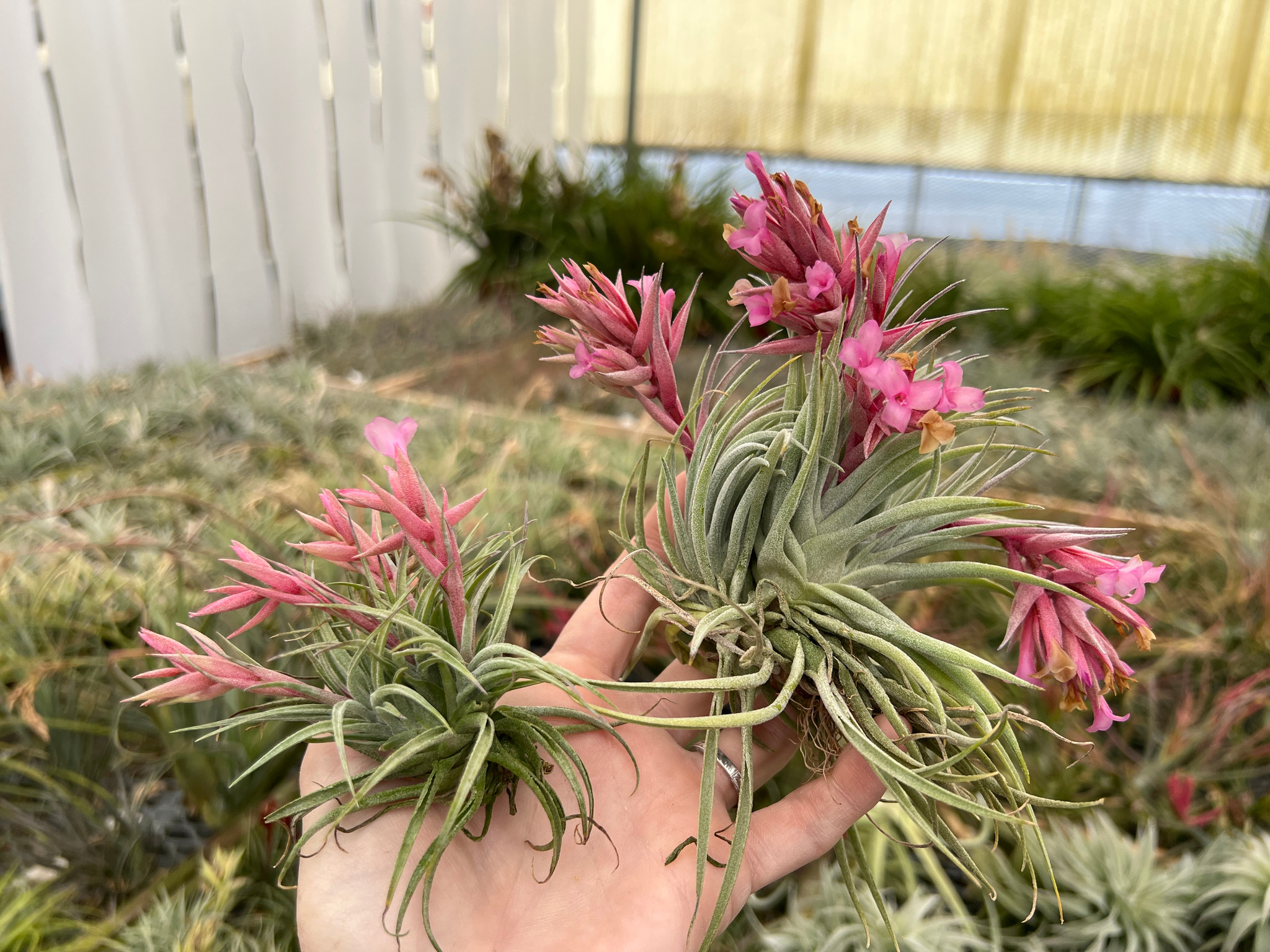 Tillandsia sucrei (giant form) - Bird Rock Tropicals
