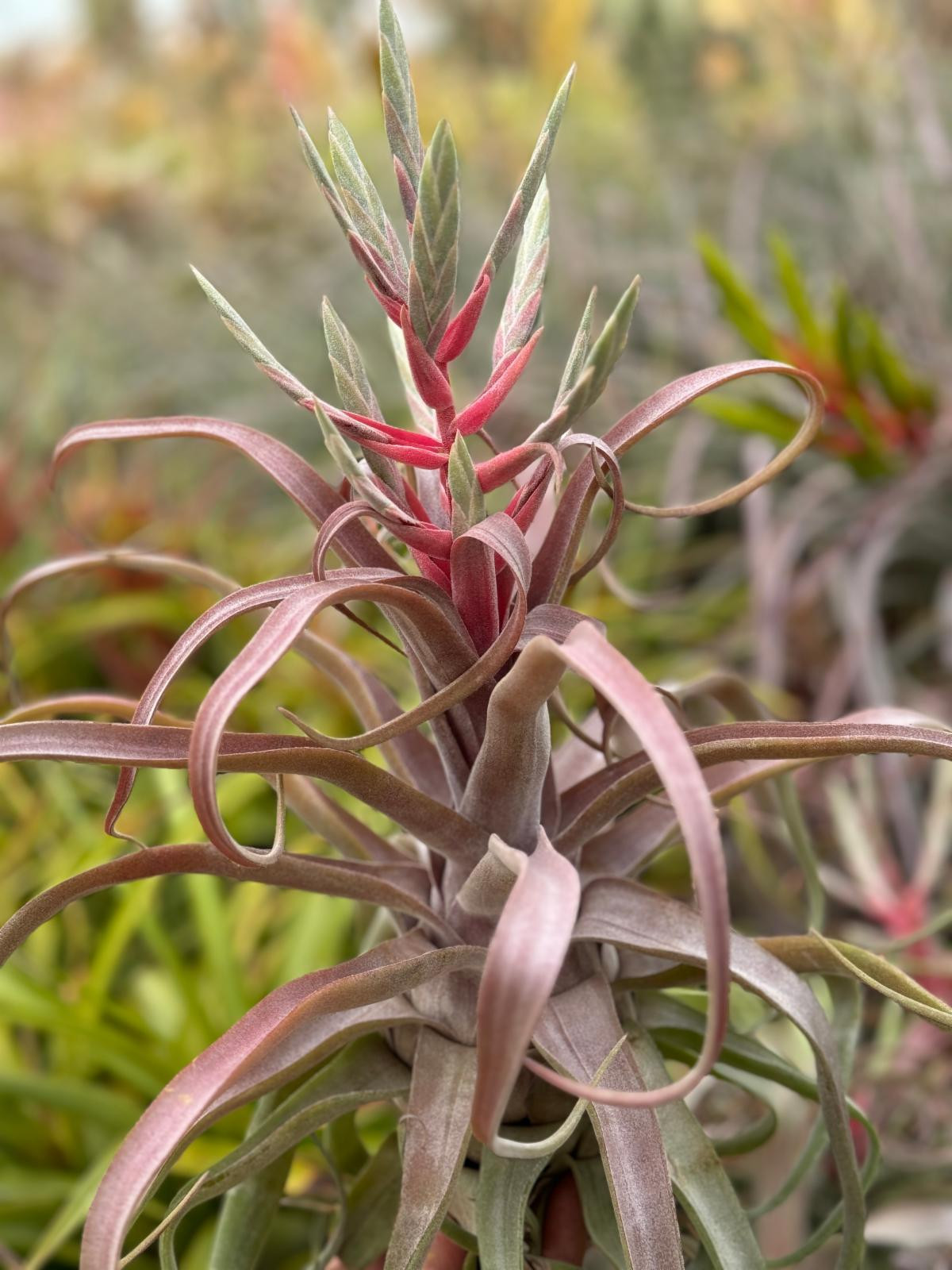 定番人気，新品 Tillandsia streptophylla Red clone チランジア