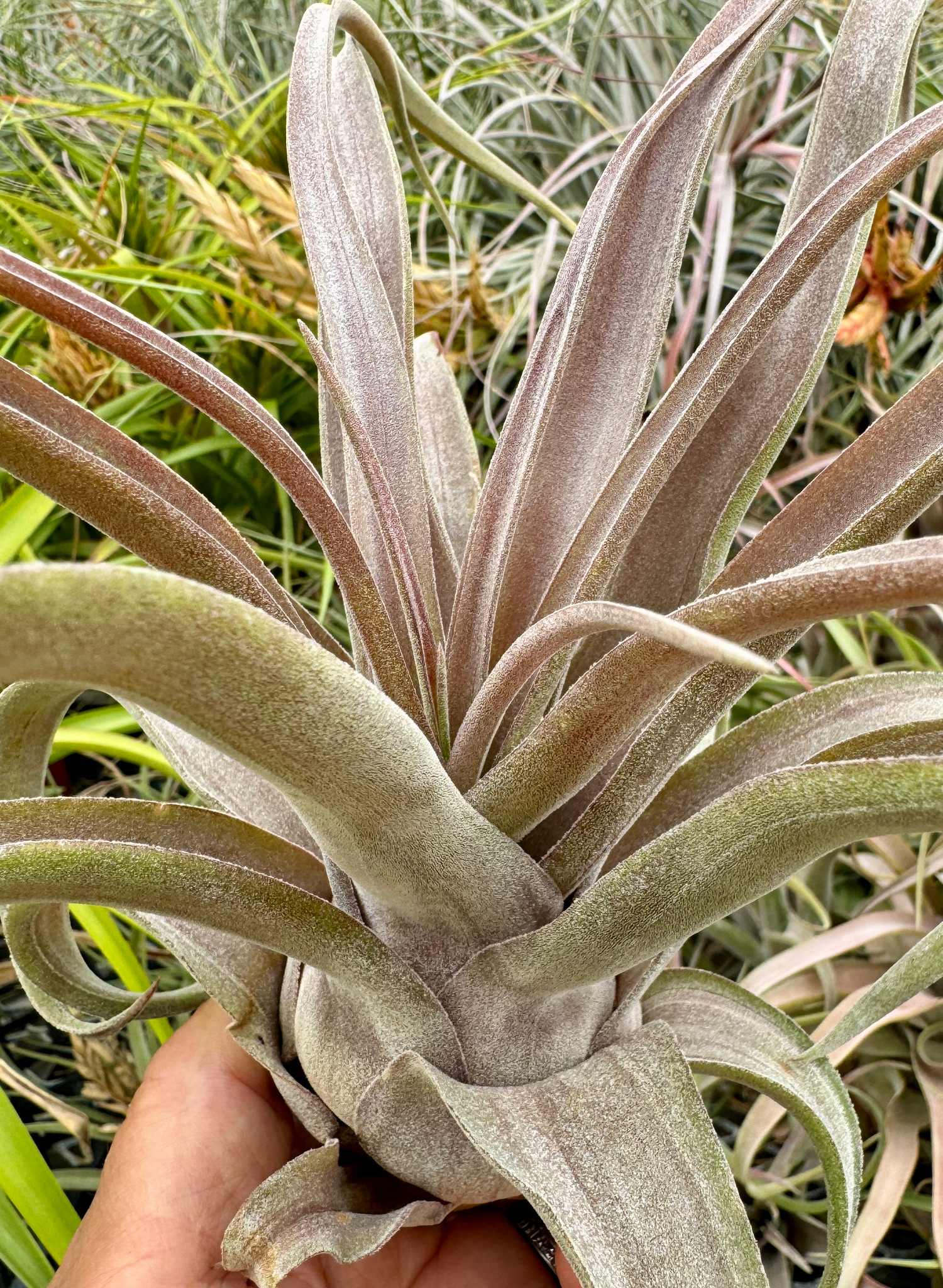 Tillandsia streptophylla Red - Bird Rock Tropicals