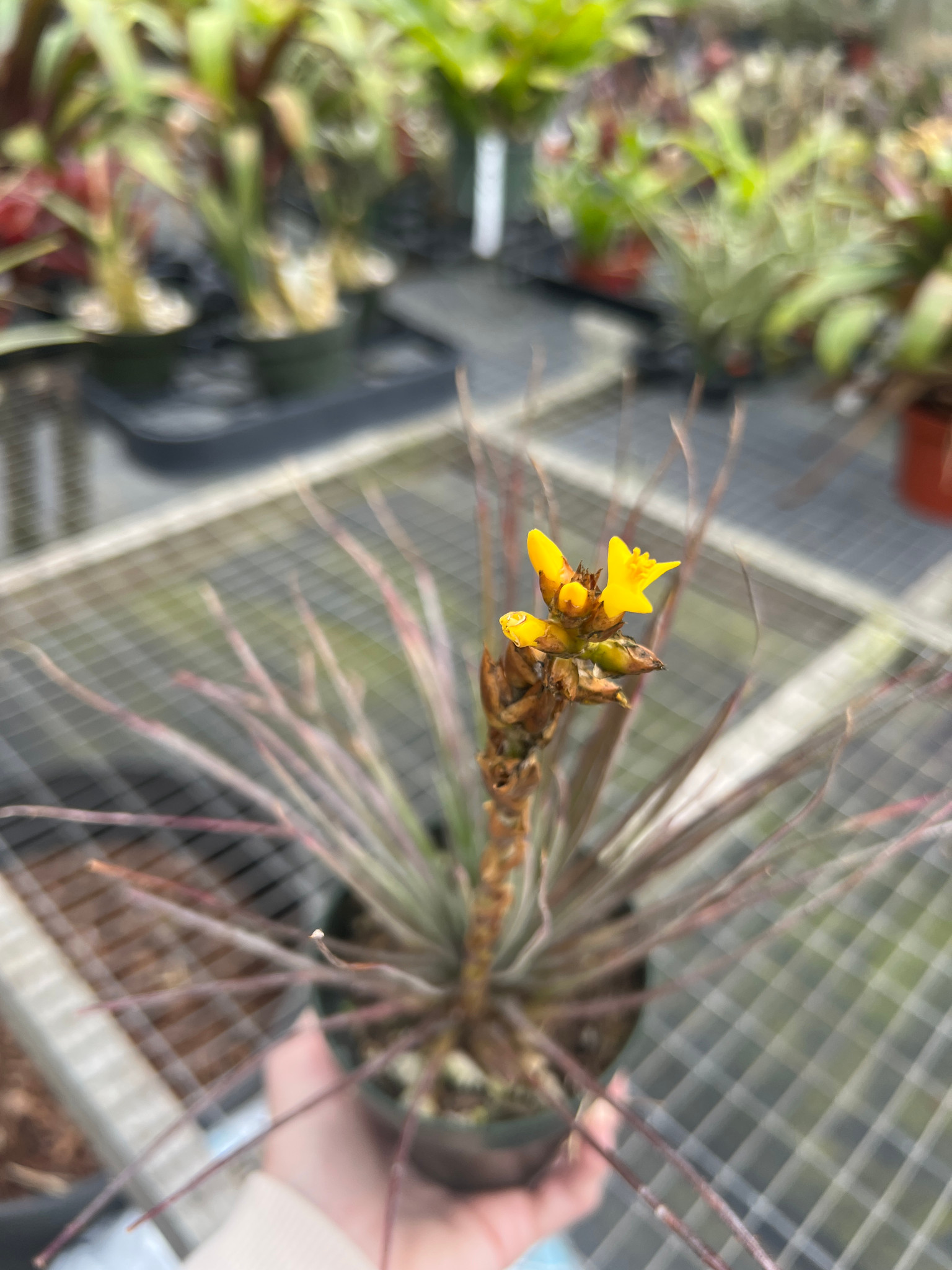 S-Dyckia -34-ディッキア-Goehringii New form x T-Rex 【公式通販】