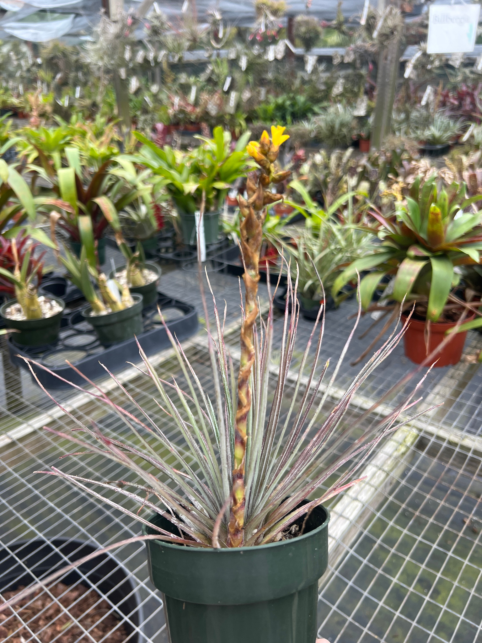 Dyckia choristaminea - Bird Rock Tropicals