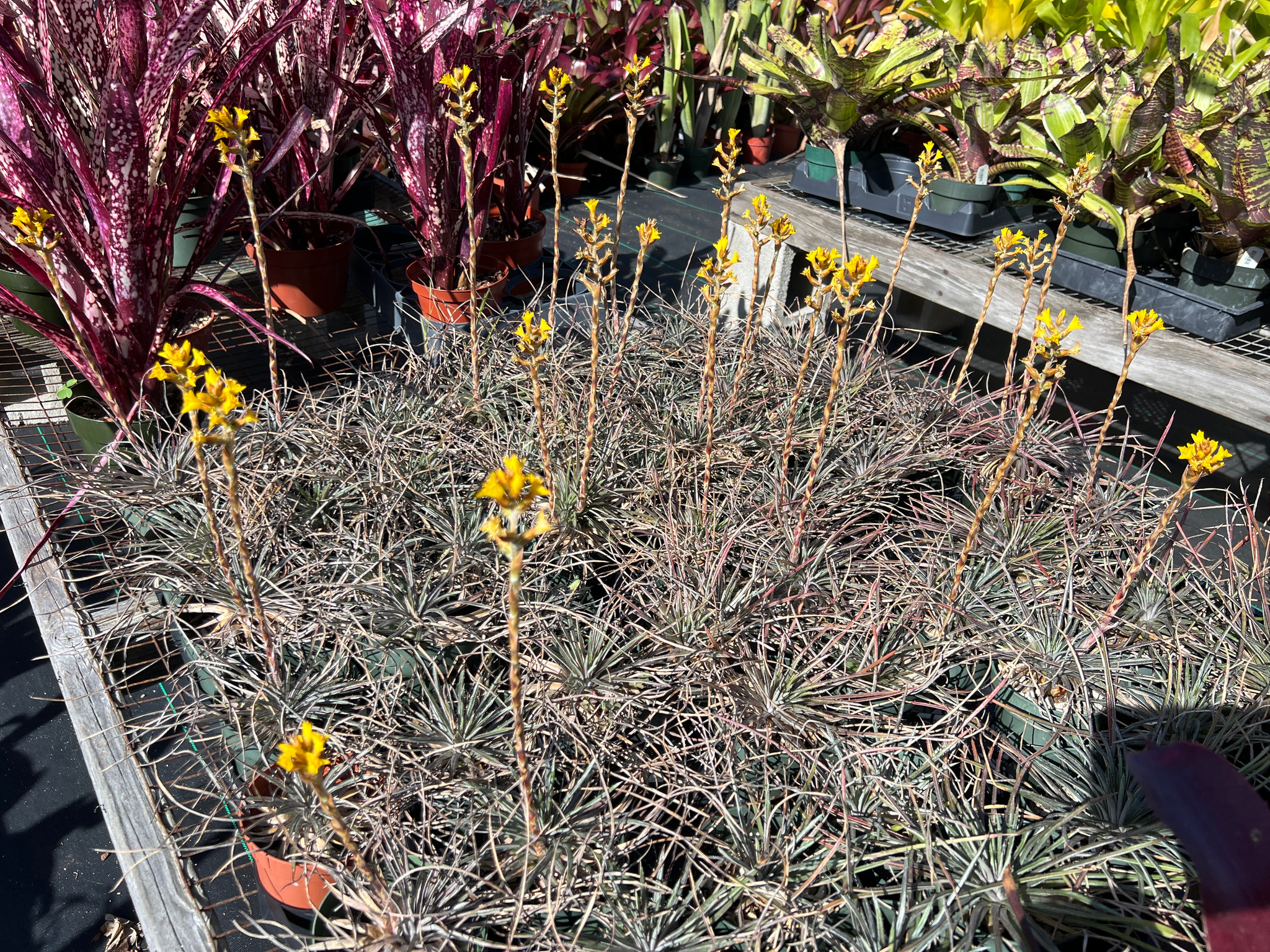 Dyckia choristaminea - Bird Rock Tropicals