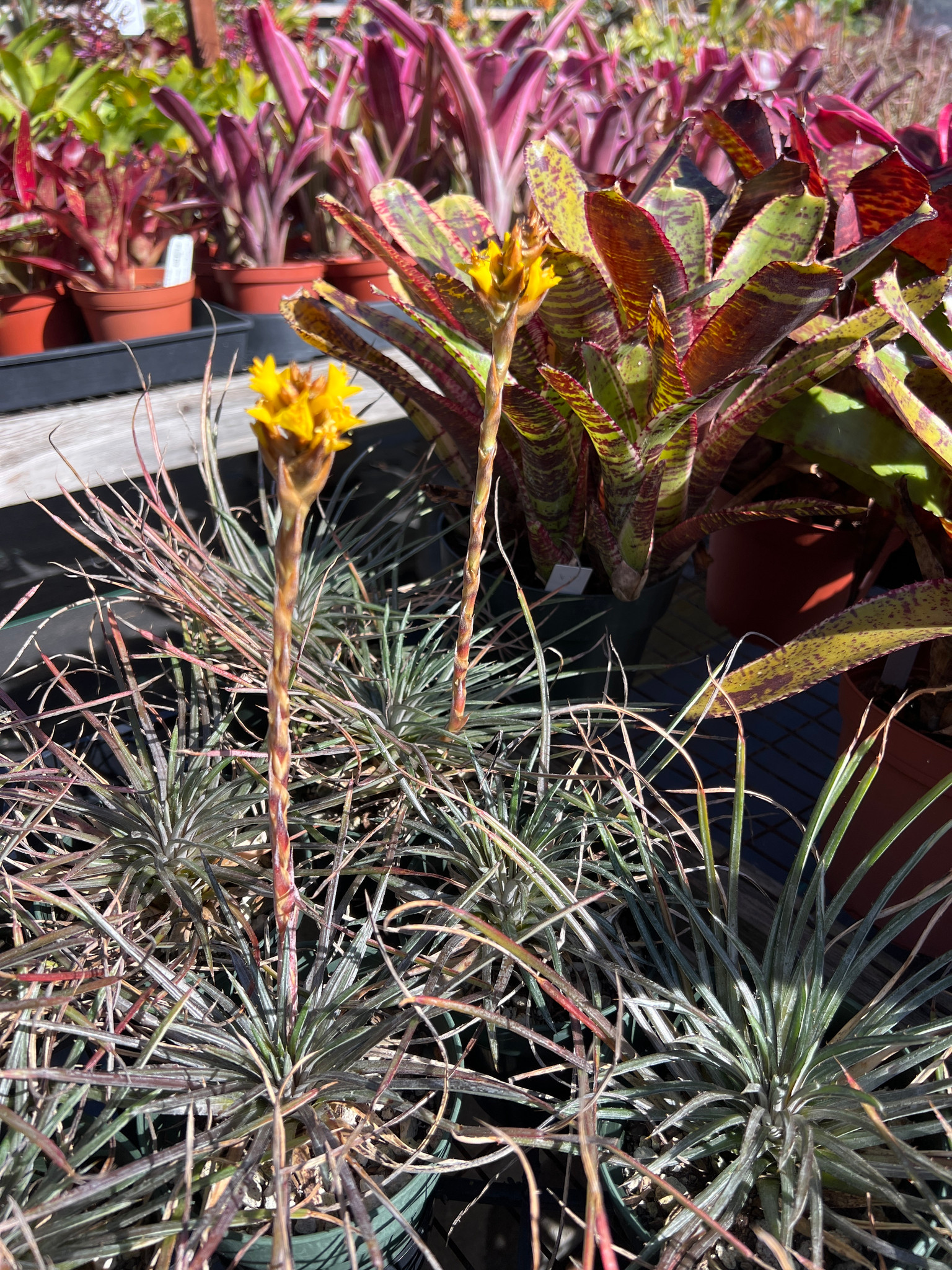 Dyckia choristaminea - Bird Rock Tropicals