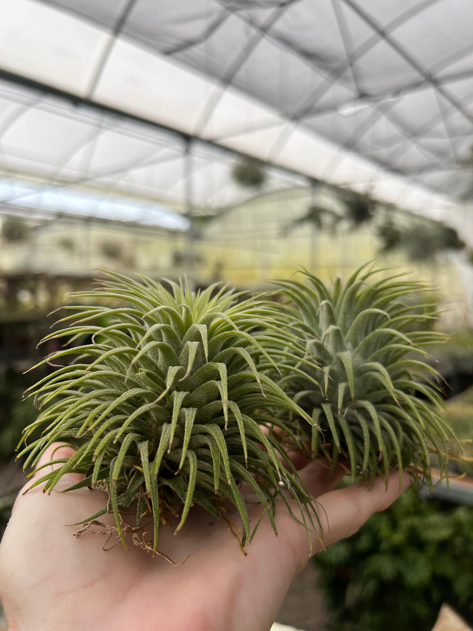Tillandsia ionantha 'Snowball' - Bird Rock Tropicals