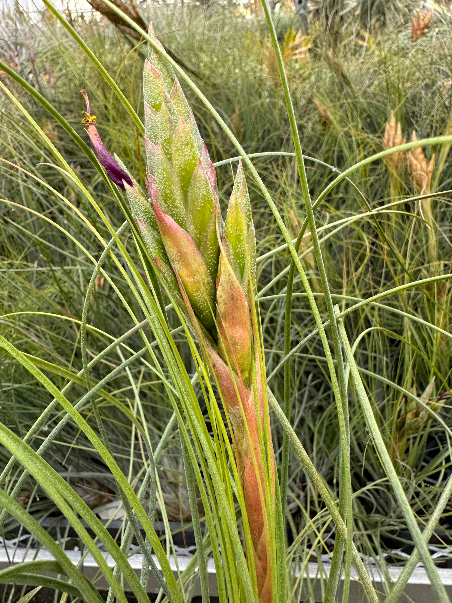 Tillandsia fasciculata v. venospica X remota - Bird Rock Tropicals