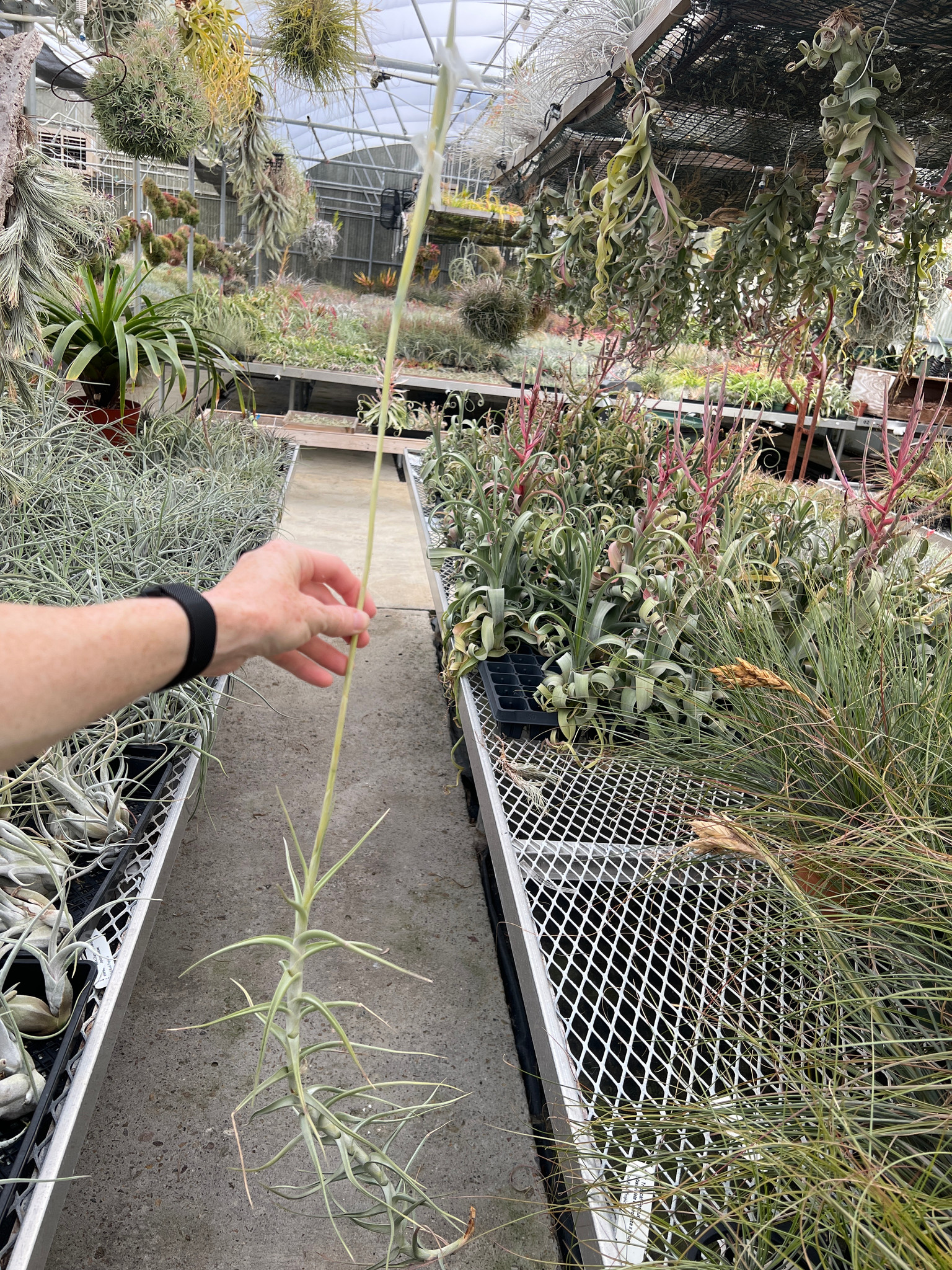 Tillandsia mereliana - Bird Rock Tropicals