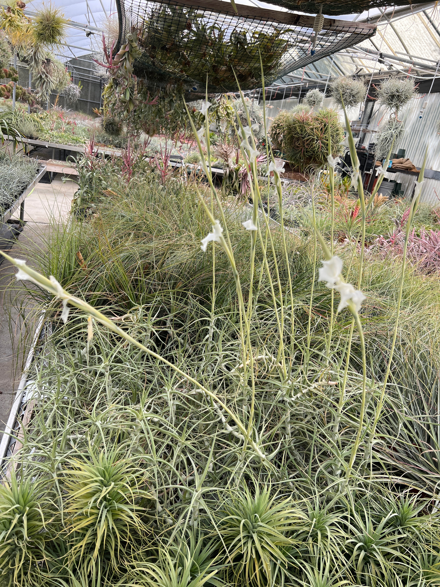 Tillandsia mereliana - Bird Rock Tropicals