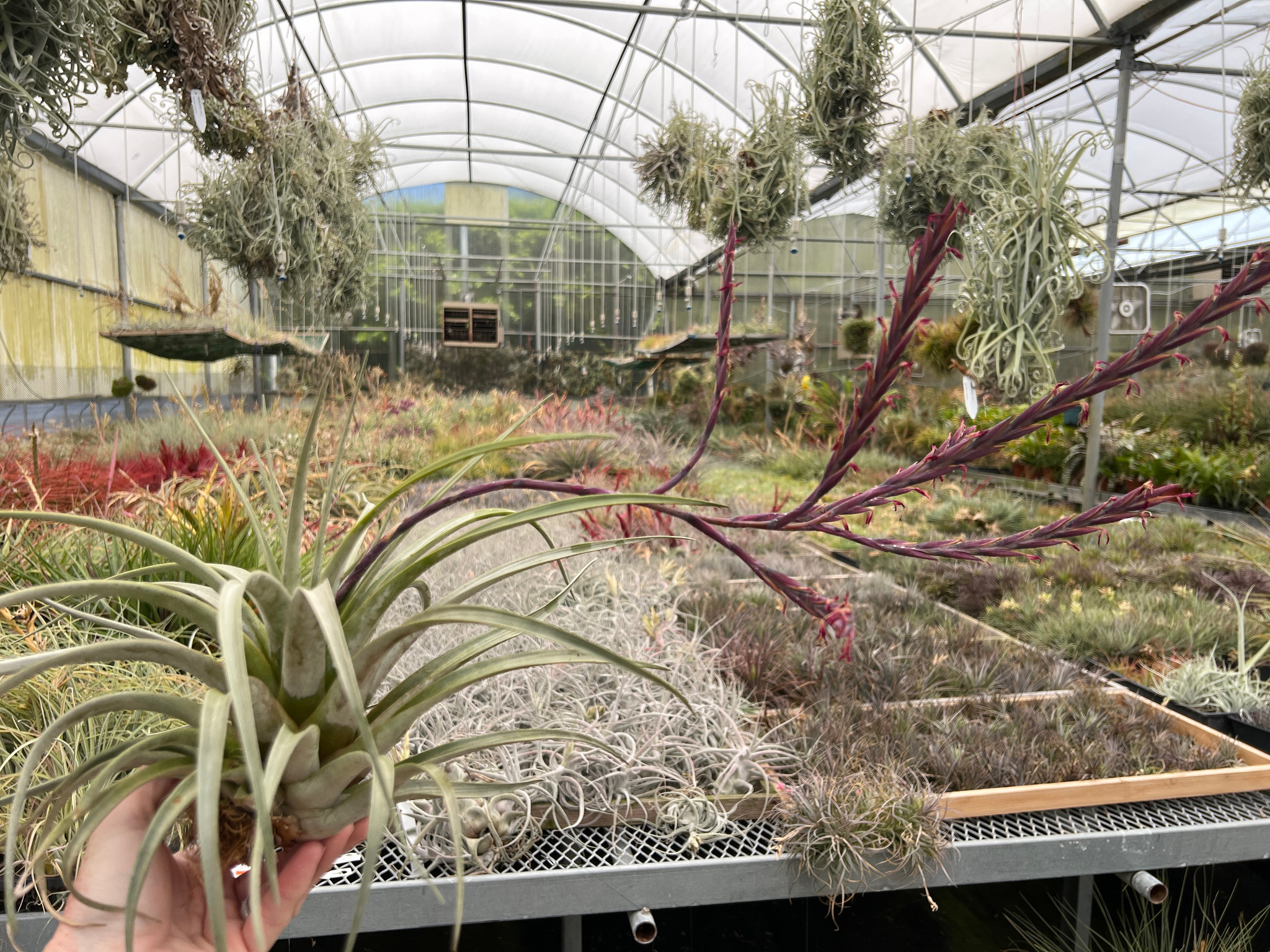 Tillandsia cereicola (pendant form) - Bird Rock Tropicals