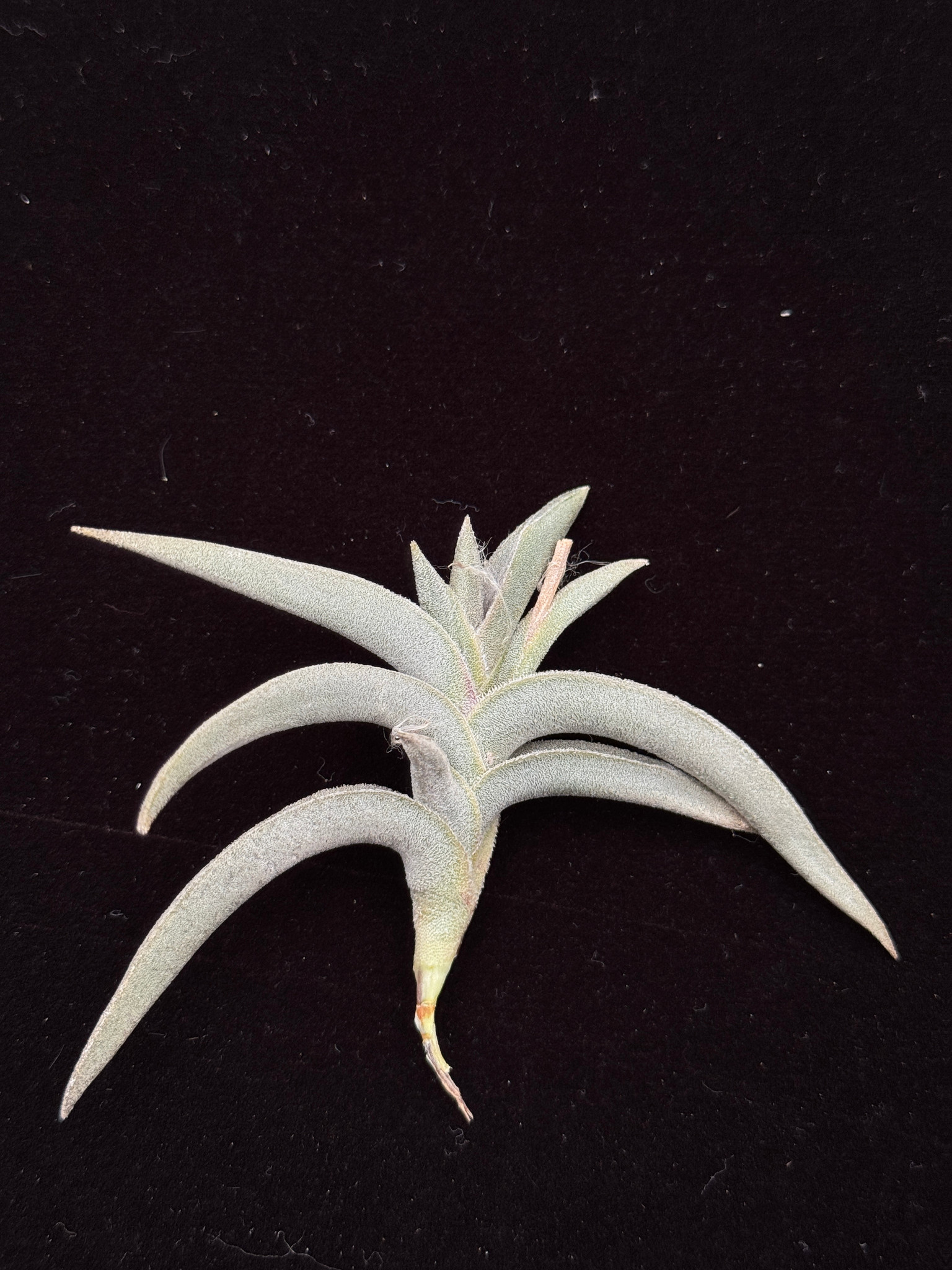 Tillandsia gilliesii - Bird Rock Tropicals