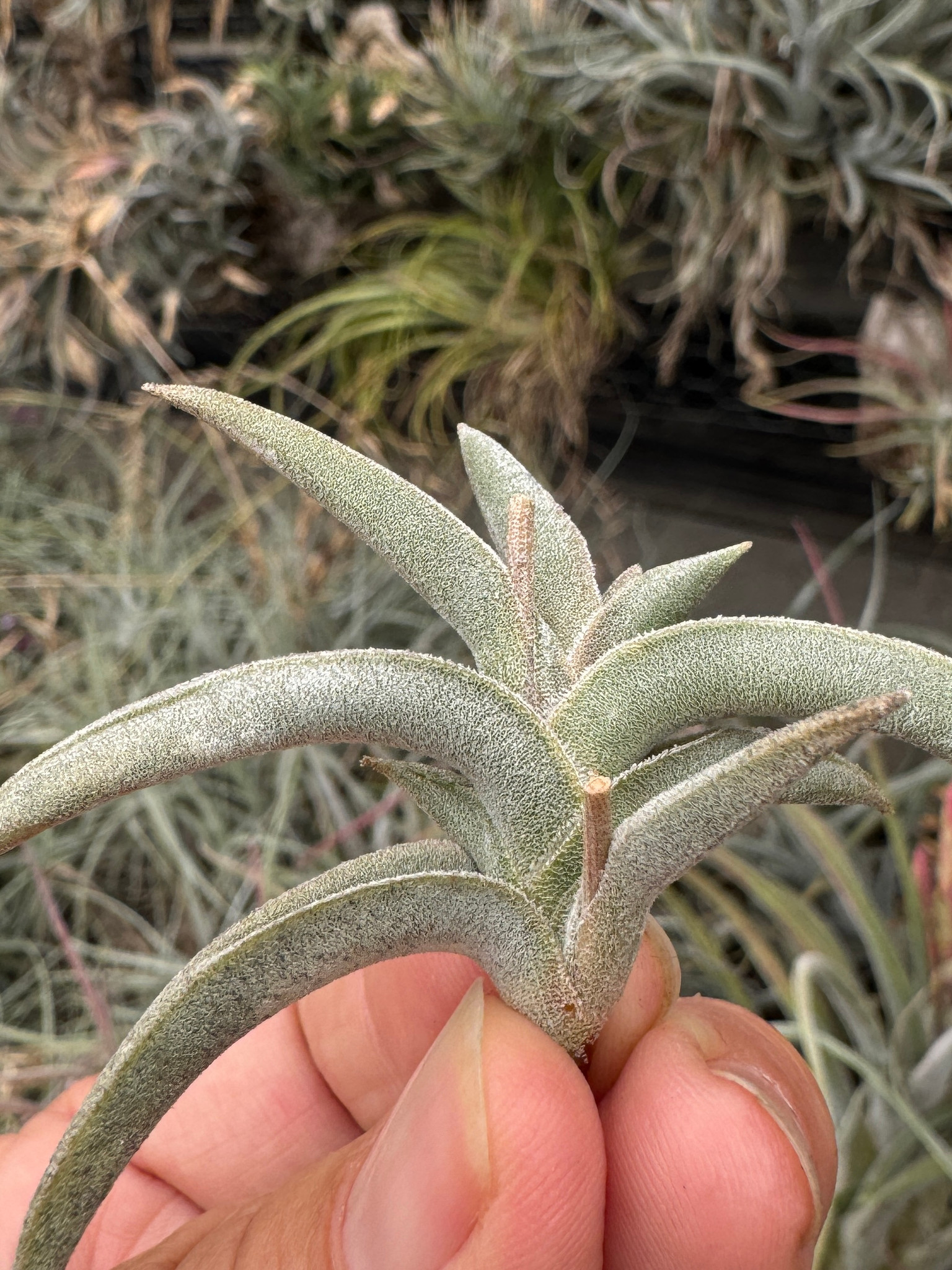 Tillandsia チランジア ギリエシー②