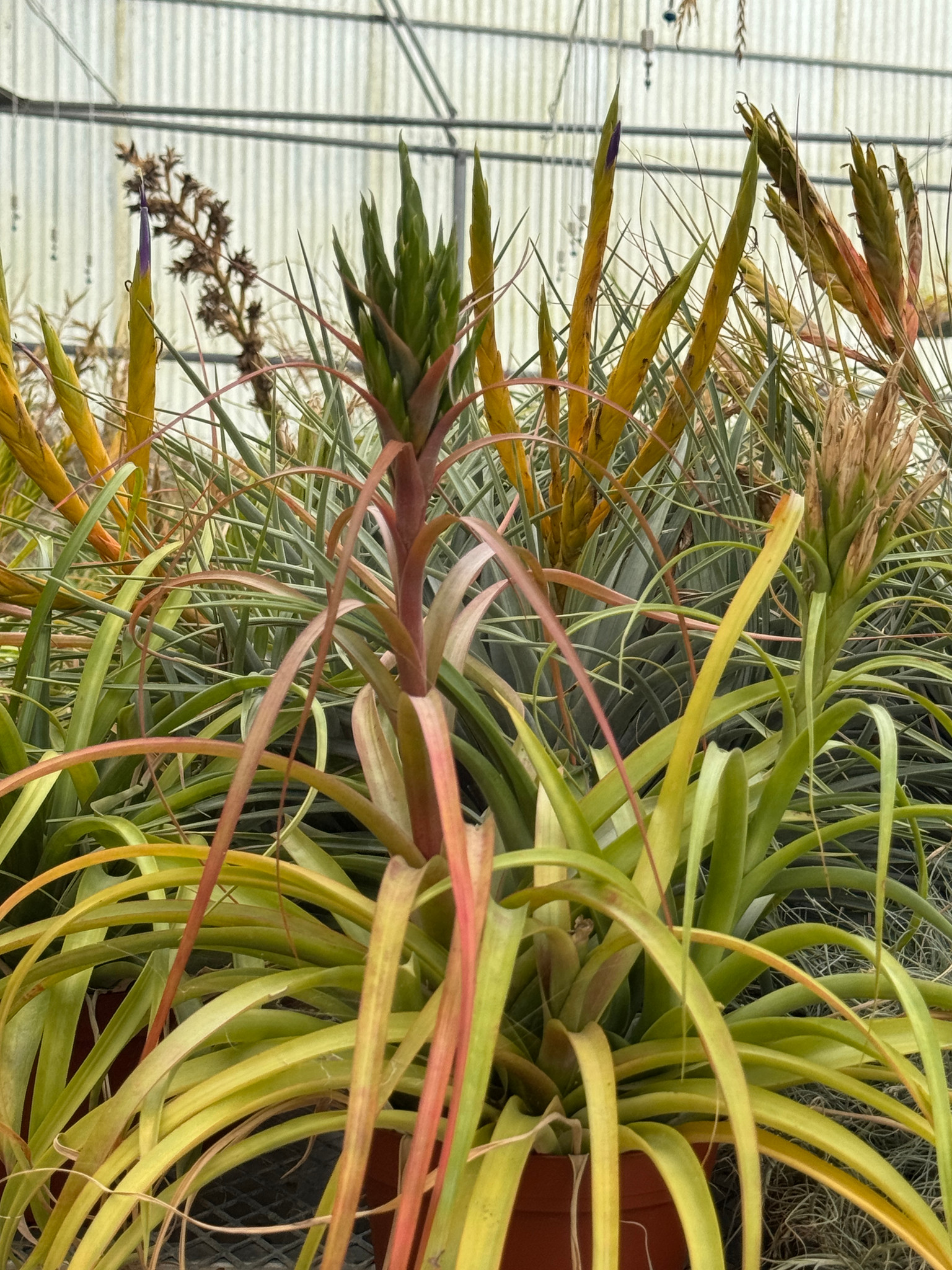 Tillandsia ’GP2016’ Tillandsia roland-gosselinii X capitata 'Pochutla' - Bird Rock