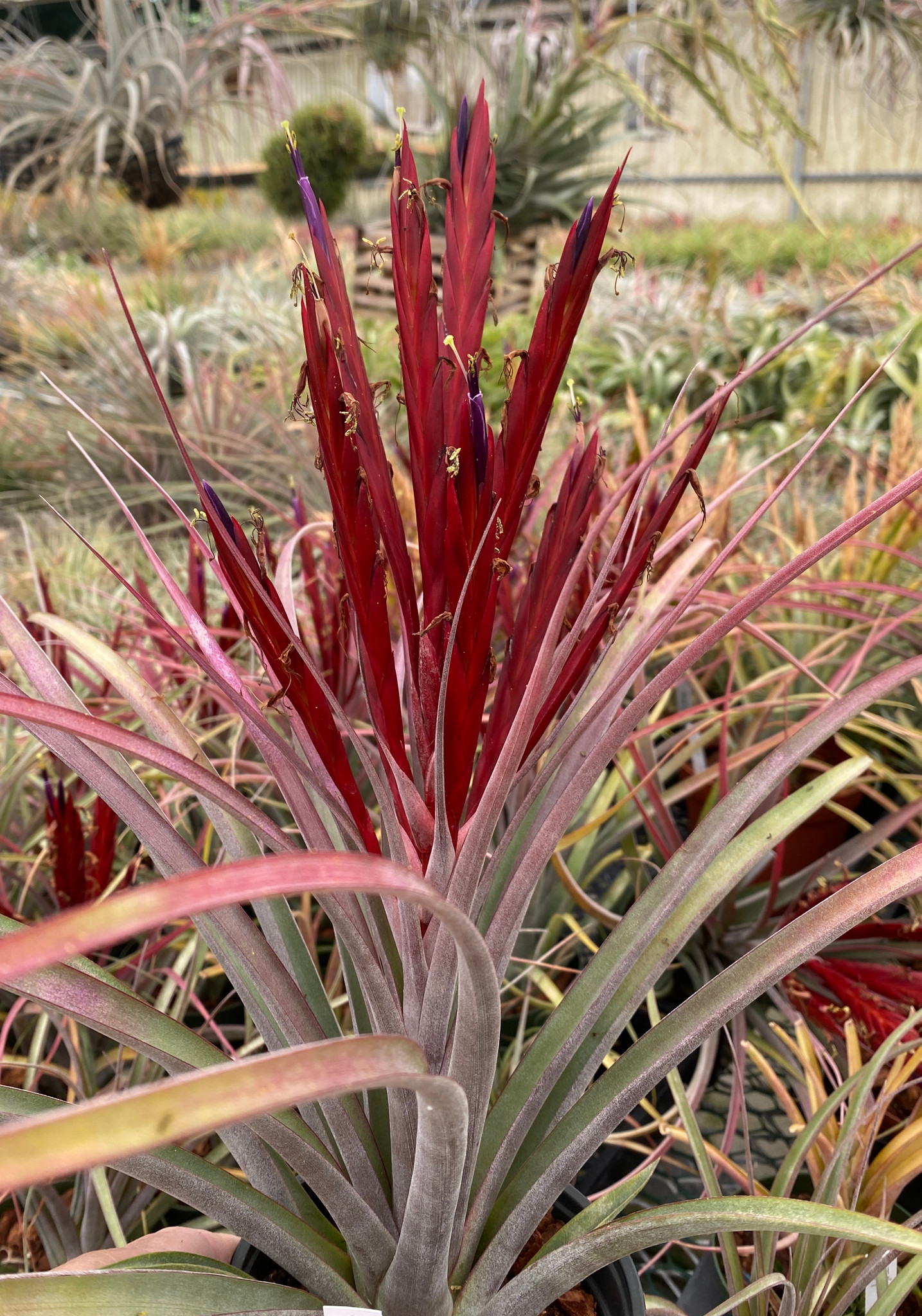 ブロメリア・エアープランツ Tillandsia concolor MB x chiapensis MB