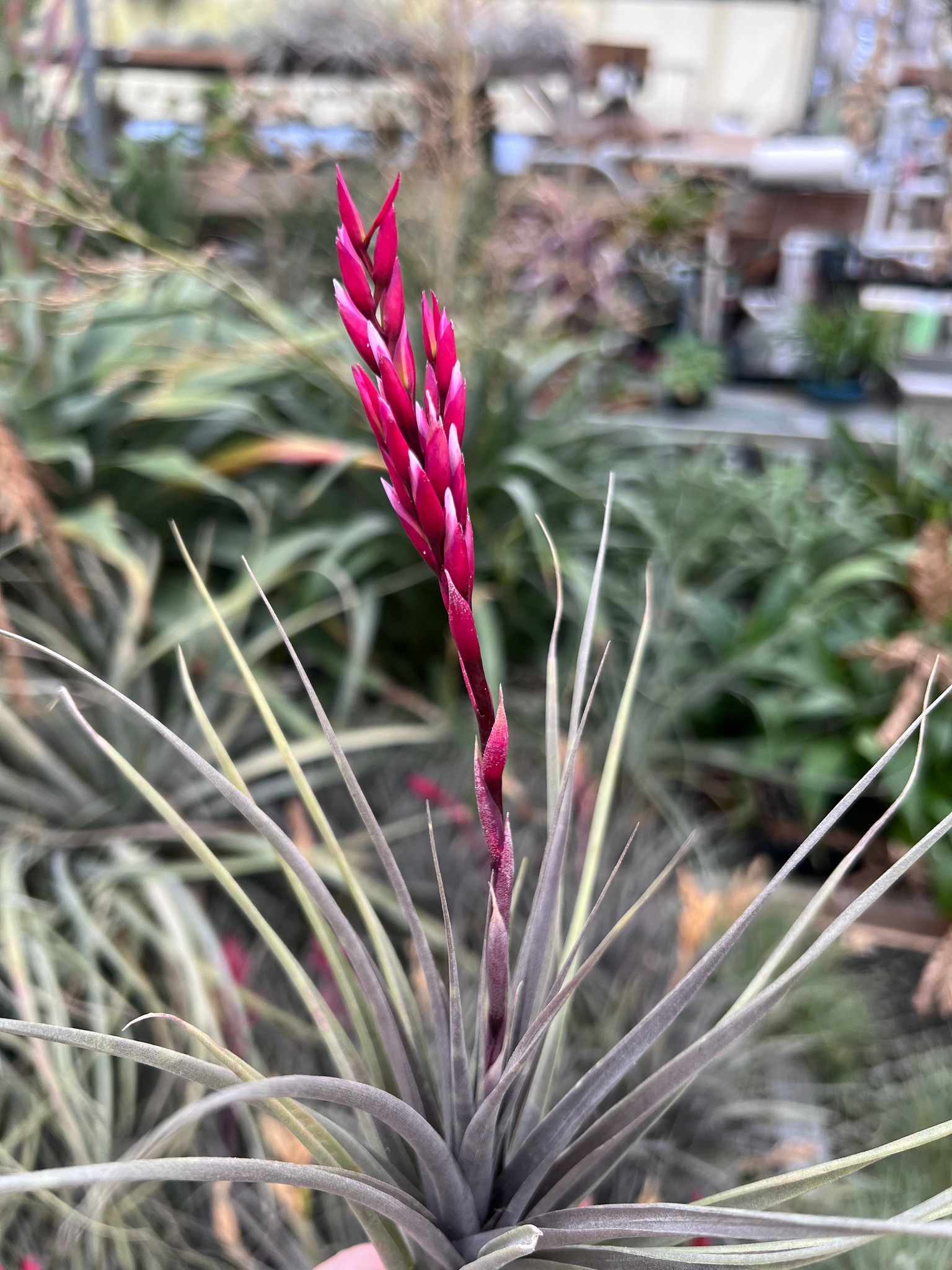 Tillandsia vernicosa (Giant) x pucaraensis - Bird Rock Tropicals