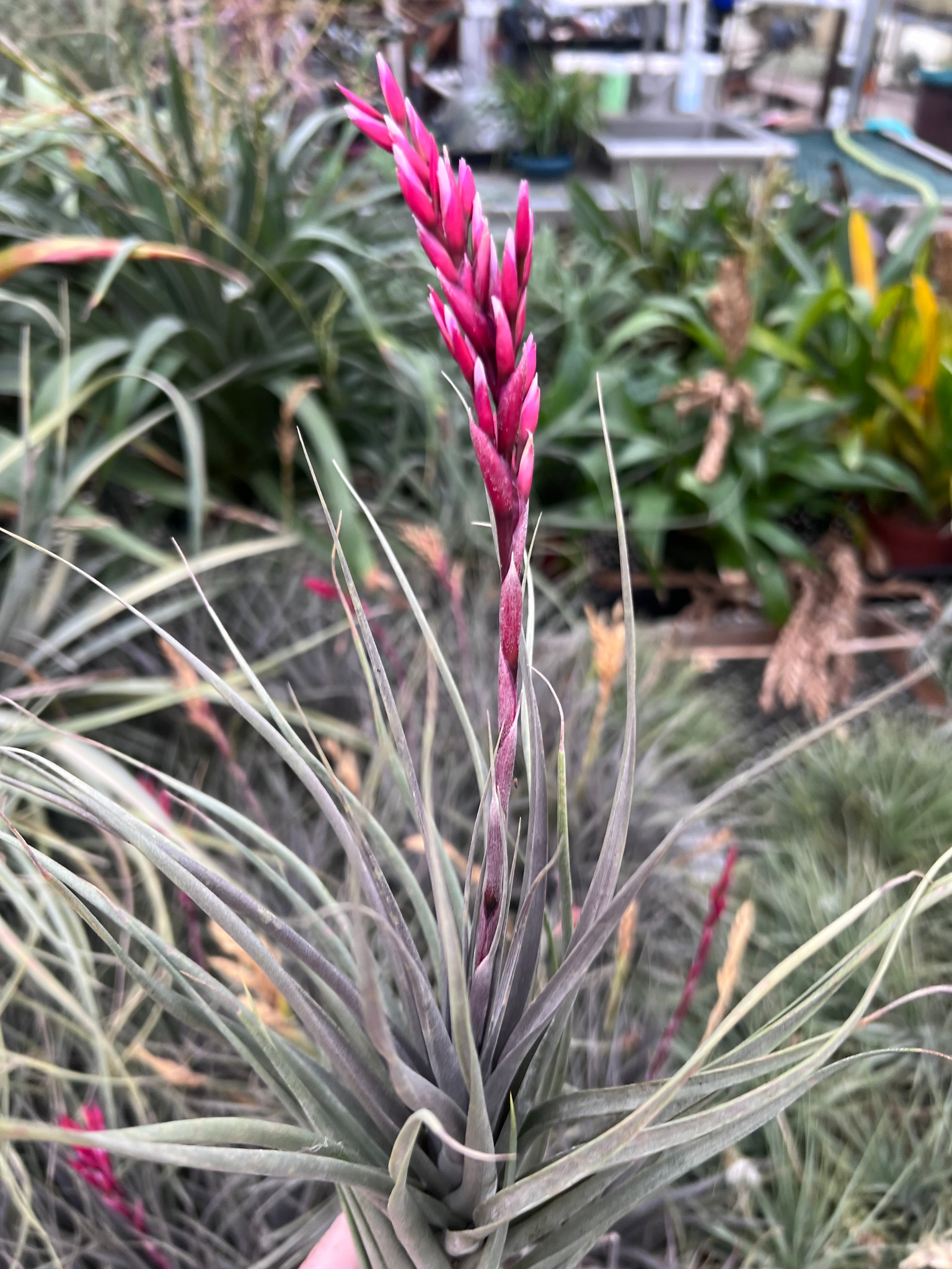 Tillandsia vernicosa (Giant) x pucaraensis - Bird Rock Tropicals