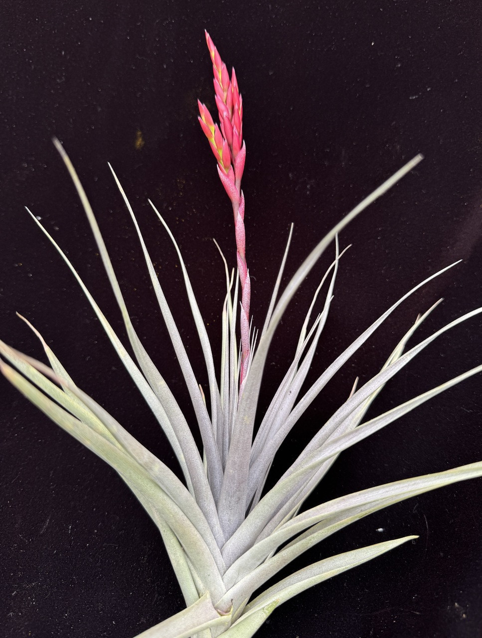 Tillandsia vernicosa (Giant) x pucaraensis - Bird Rock Tropicals
