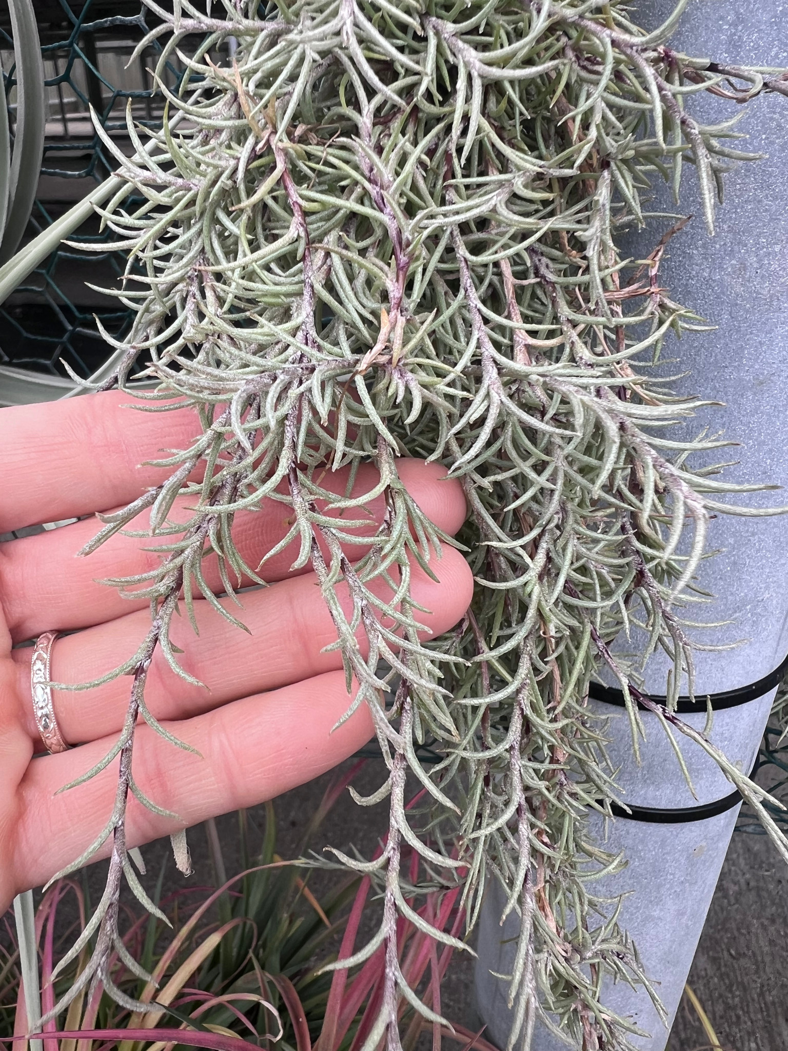 Tillandsia virescens v. capillaris 'Pitchfork' - Bird Rock Tropicals