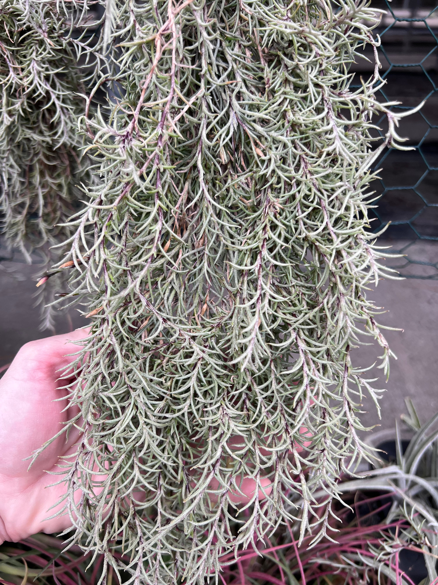 Tillandsia virescens v. capillaris 'Pitchfork' - Bird Rock Tropicals