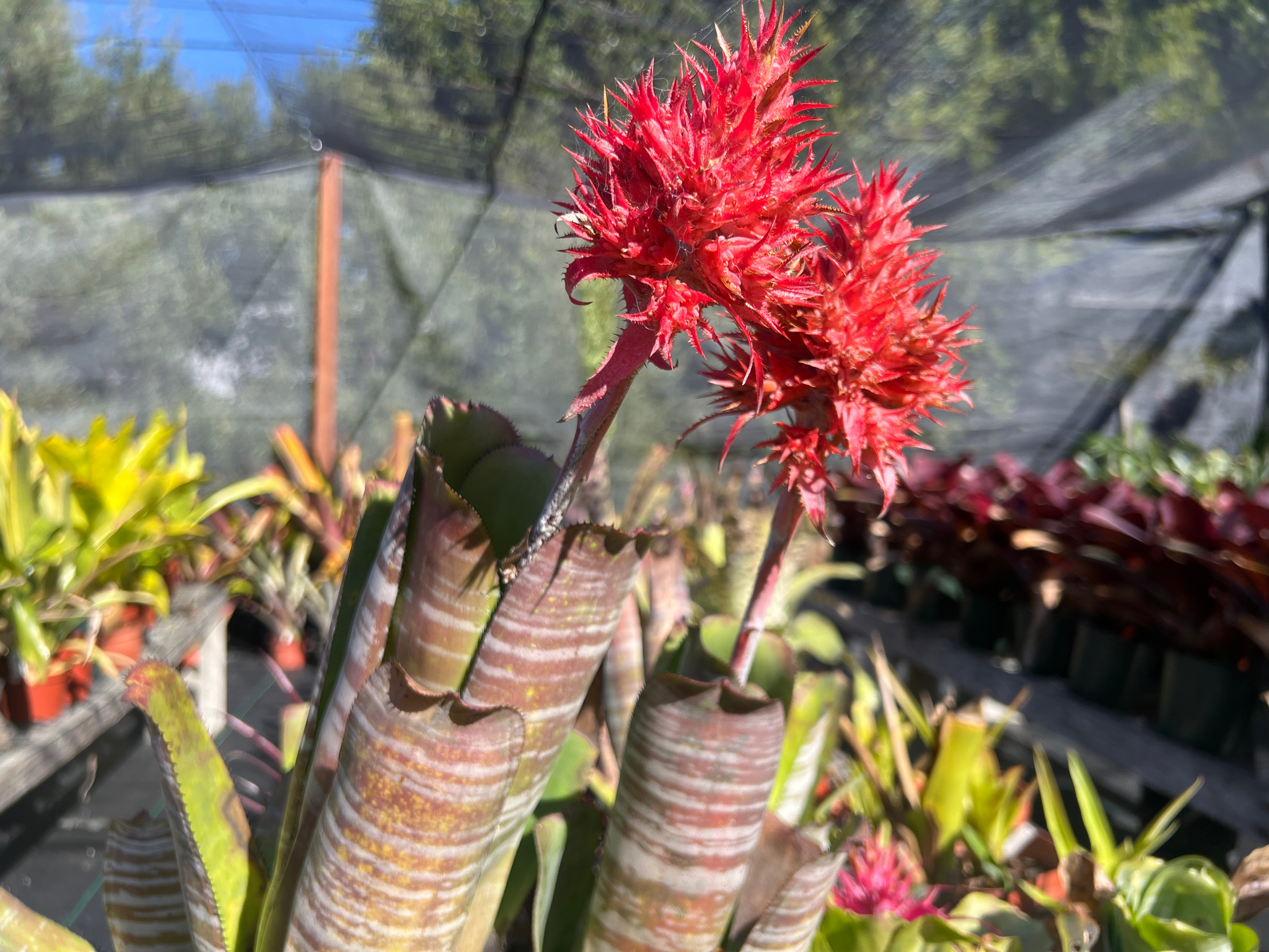 Aechmea flavorosea - Bird Rock Tropicals