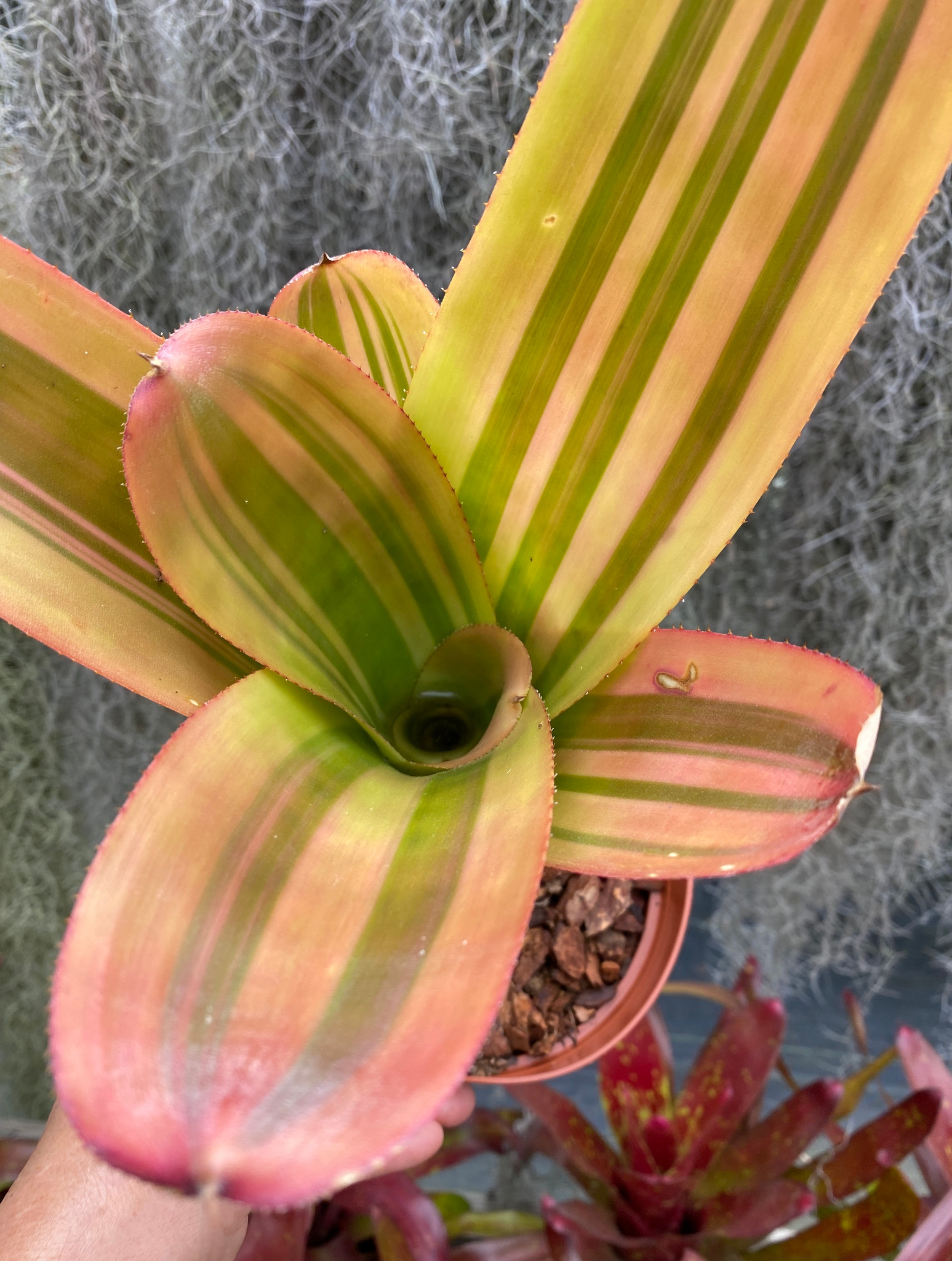 Aechmea blanchetiana (variegated) - Bird Rock Tropicals