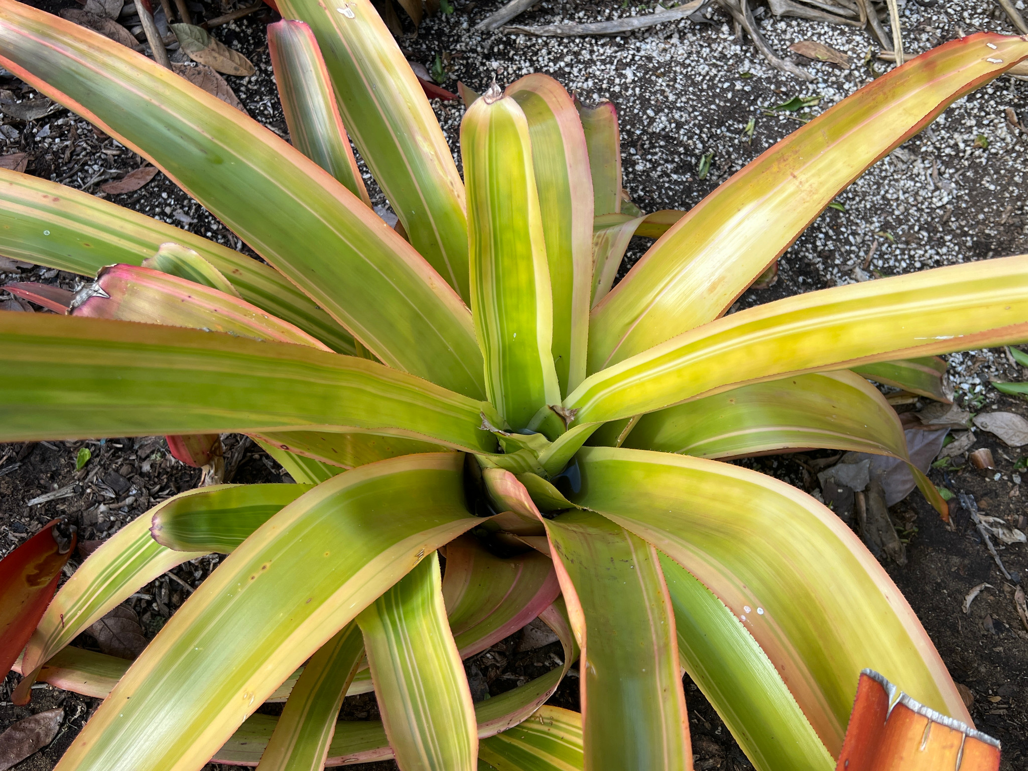 Aechmea blanchetiana (variegated) - Bird Rock Tropicals