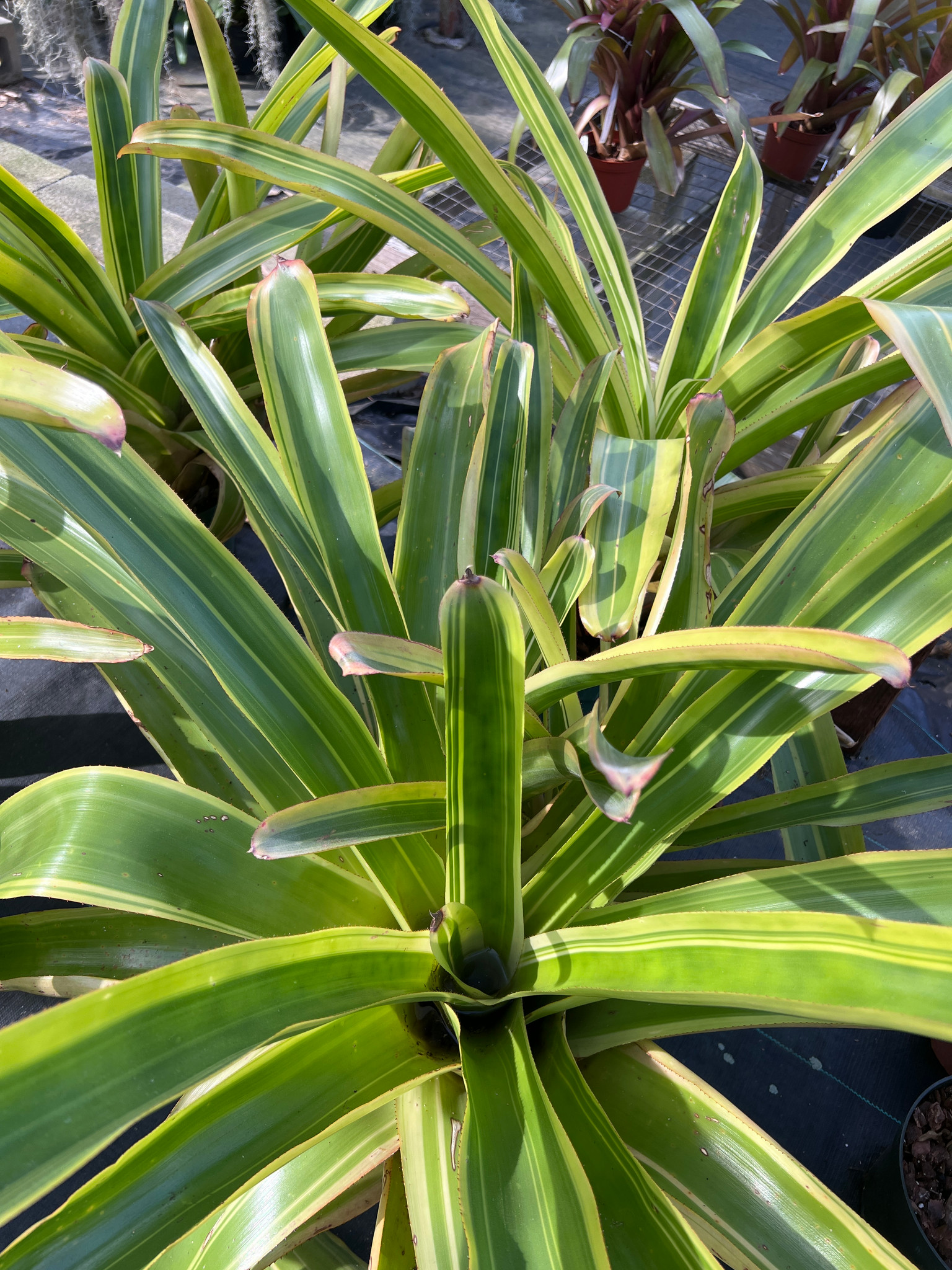 特大　Aechmea variegated sp 仔株　鉢のまま発送　ブロメリア Aechmea blanchetiana (variegated) - Bird Rock Tropicals