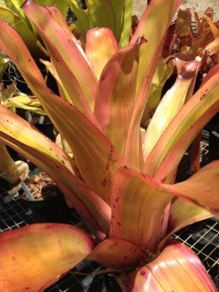 Aechmea blanchetiana (variegated) - Bird Rock Tropicals