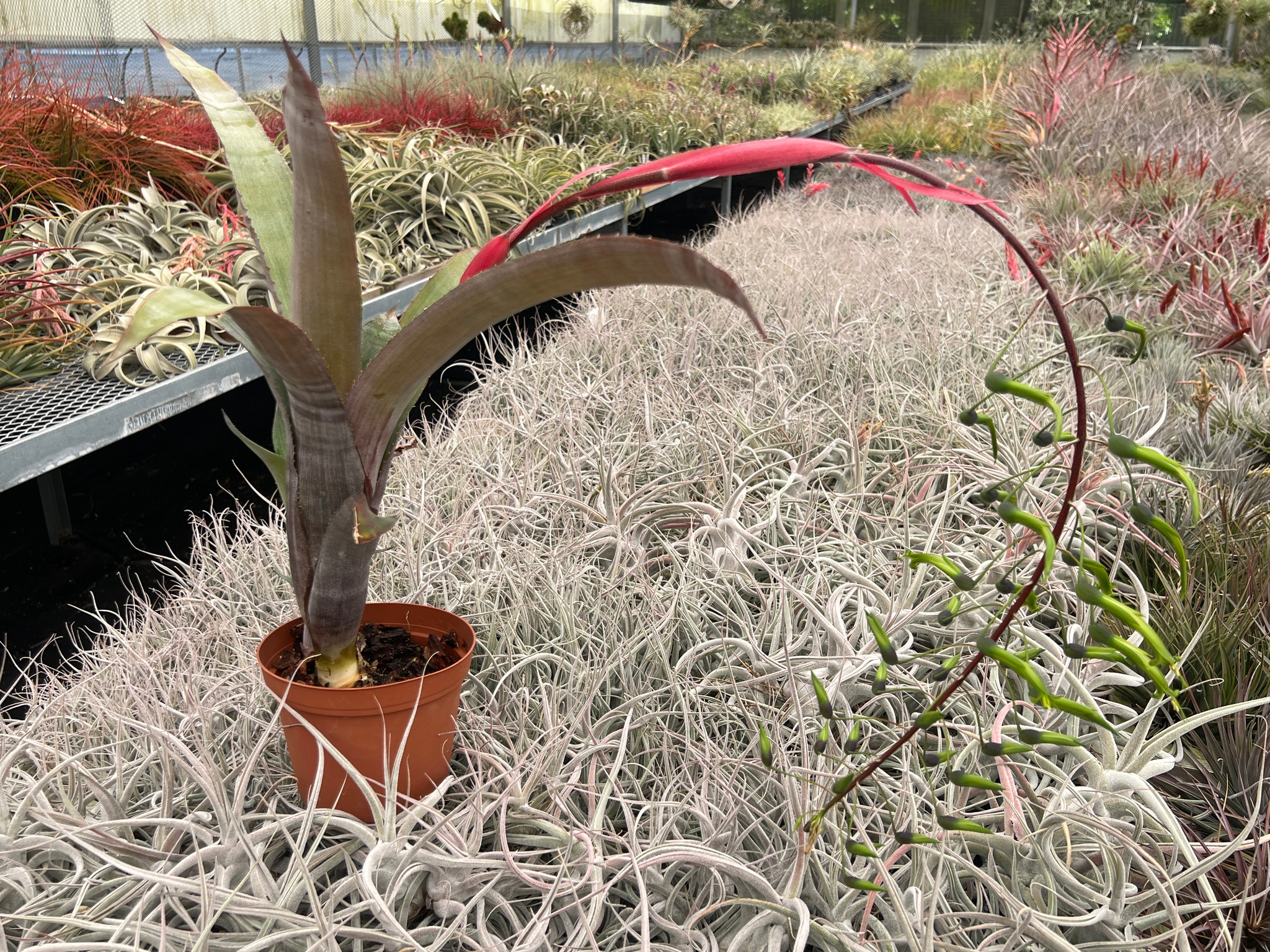 Billbergia viridiflora - Bird Rock Tropicals