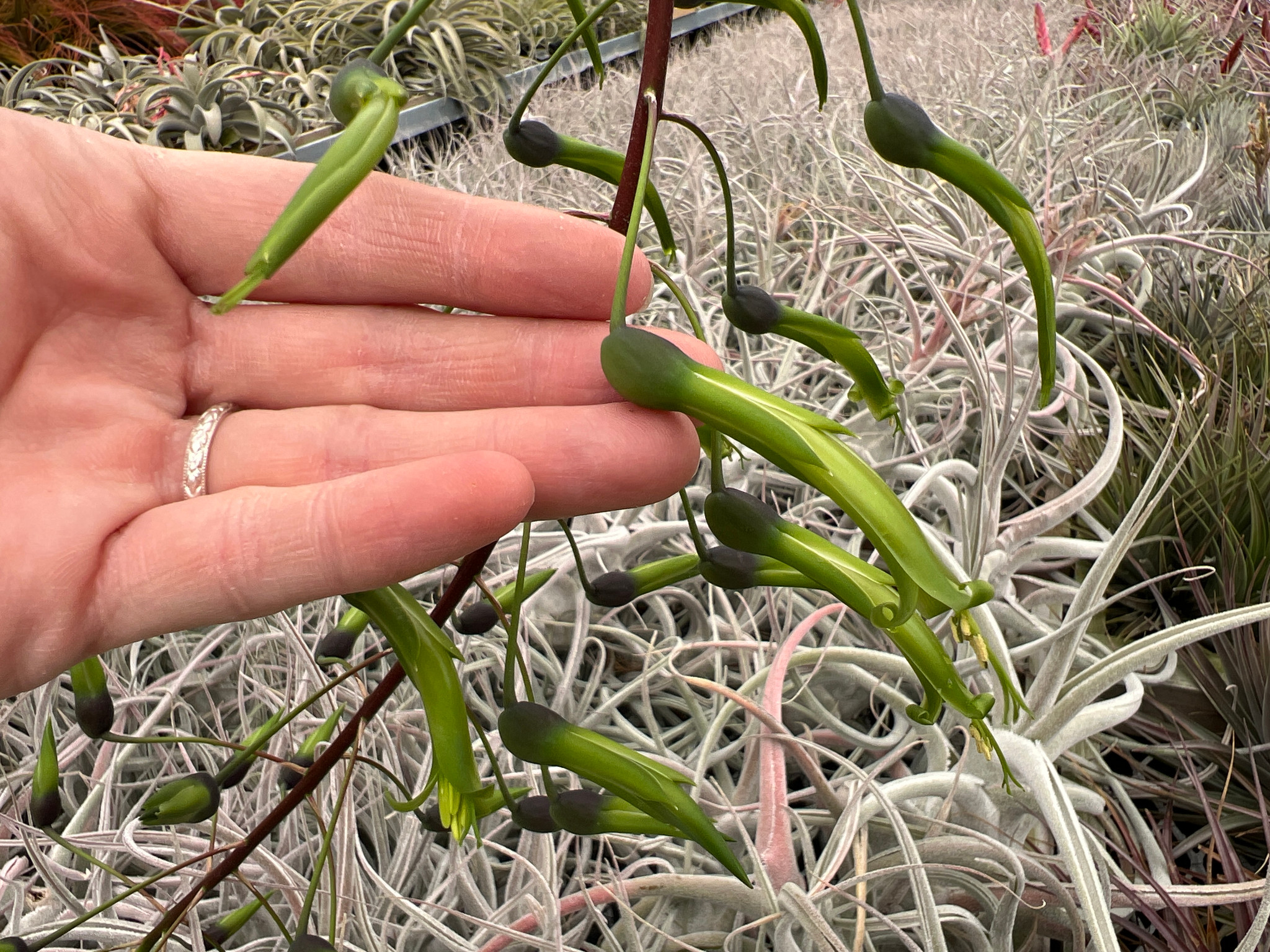 Billbergia viridiflora - Bird Rock Tropicals