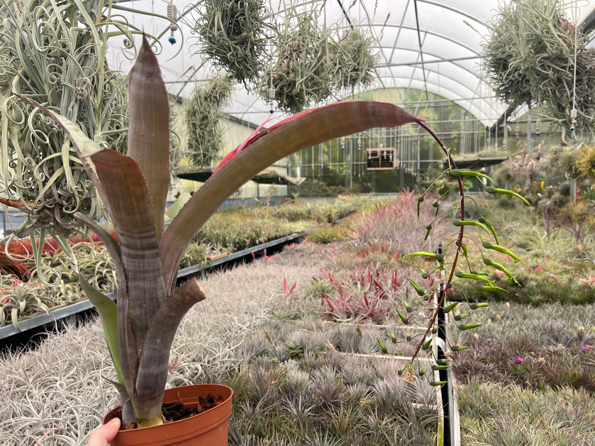 Billbergia viridiflora - Bird Rock Tropicals