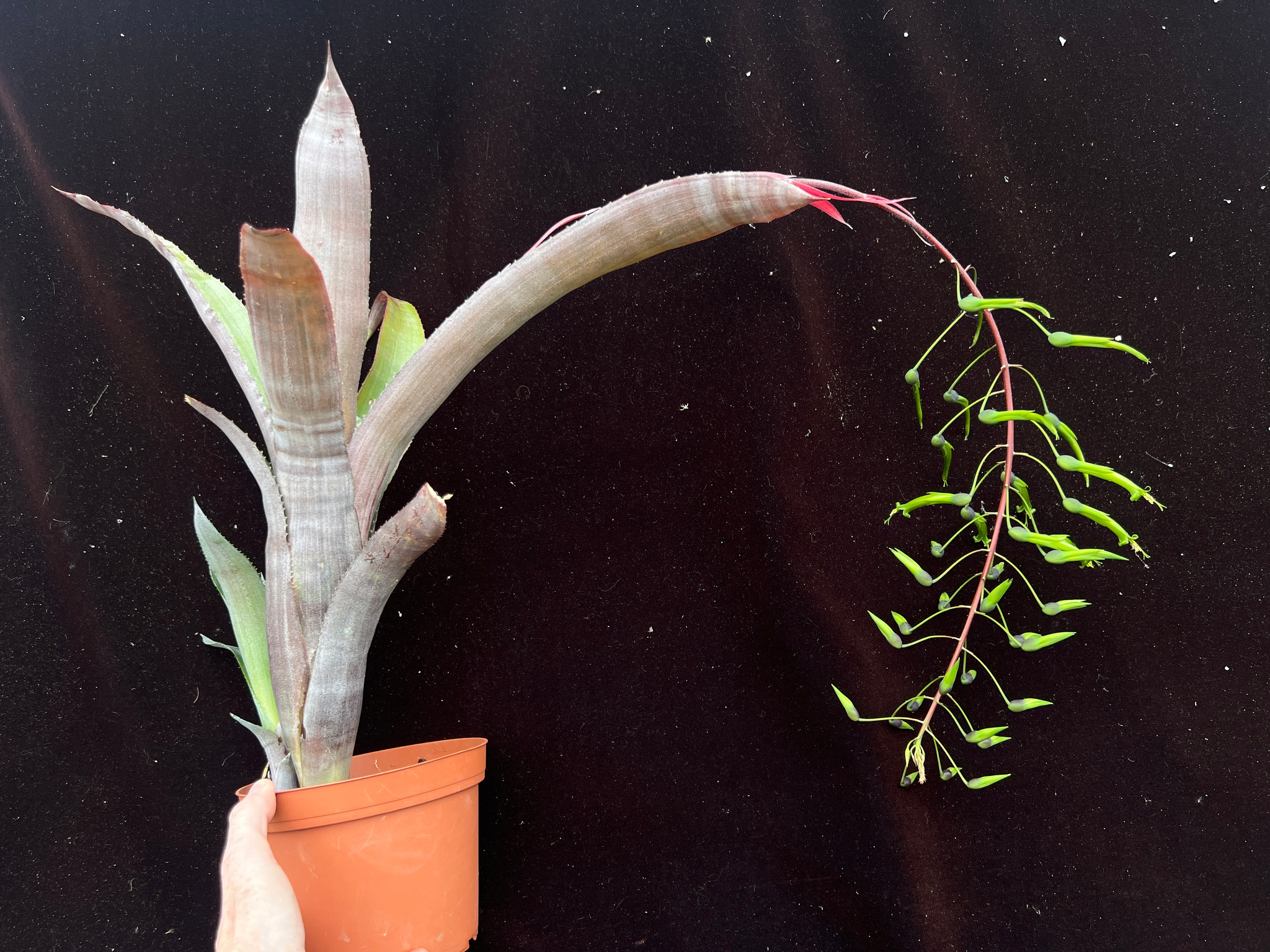 Billbergia viridiflora - Bird Rock Tropicals