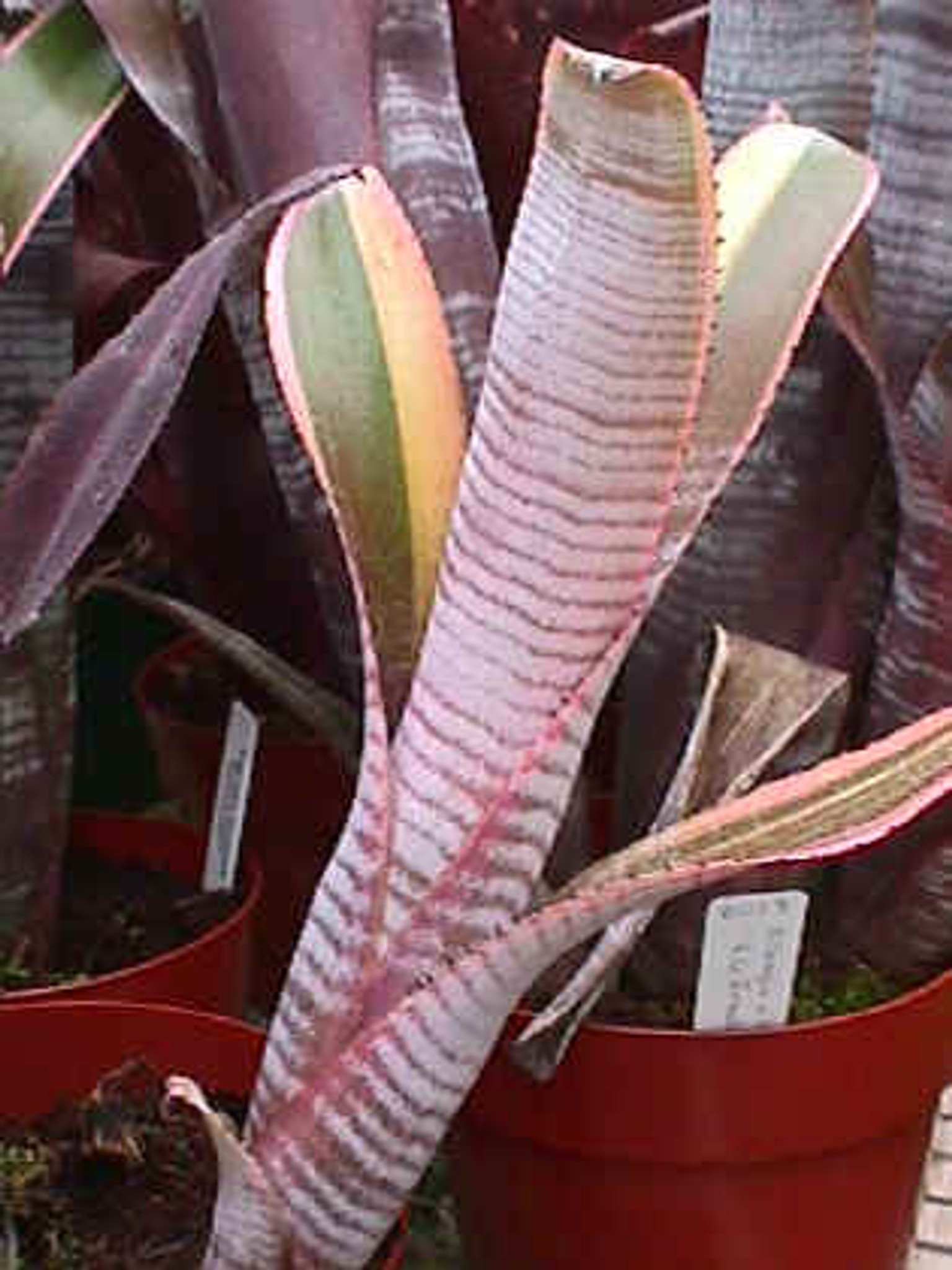 Billbergia vittata 'RG French'