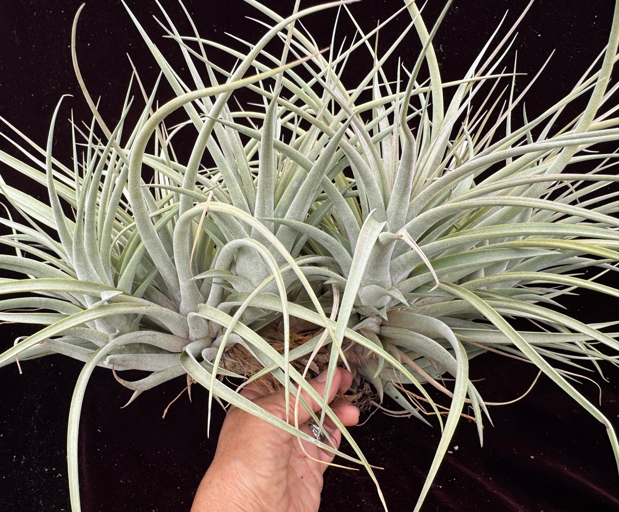 Tillandsia espinosae X xerographica - Bird Rock Tropicals