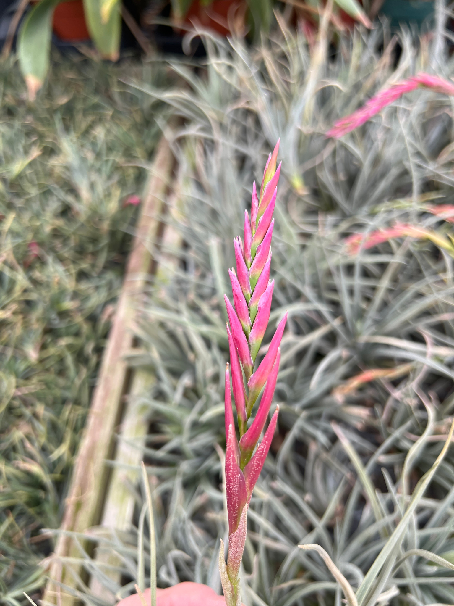 Tillandsia dorothea hybrid - Bird Rock Tropicals