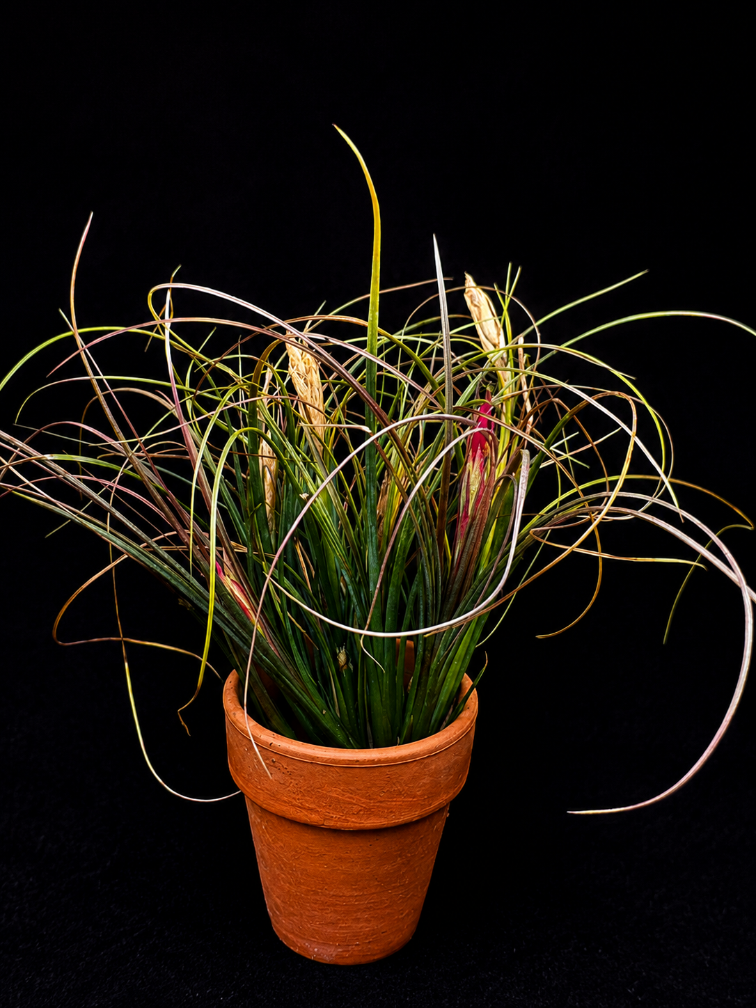 Tillandsia eistetteri - Bird Rock Tropicals
