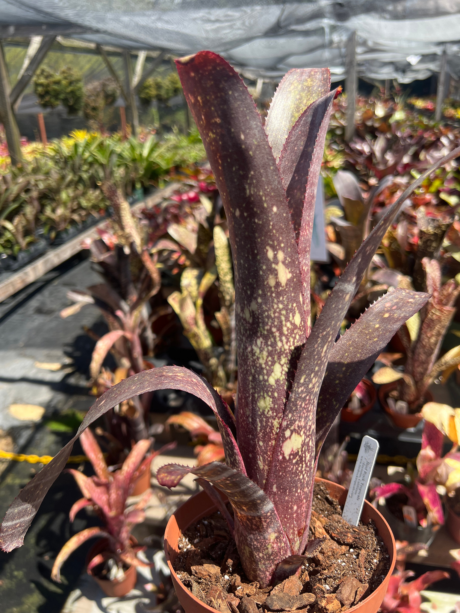 Billbergia Toneprai Lorekect