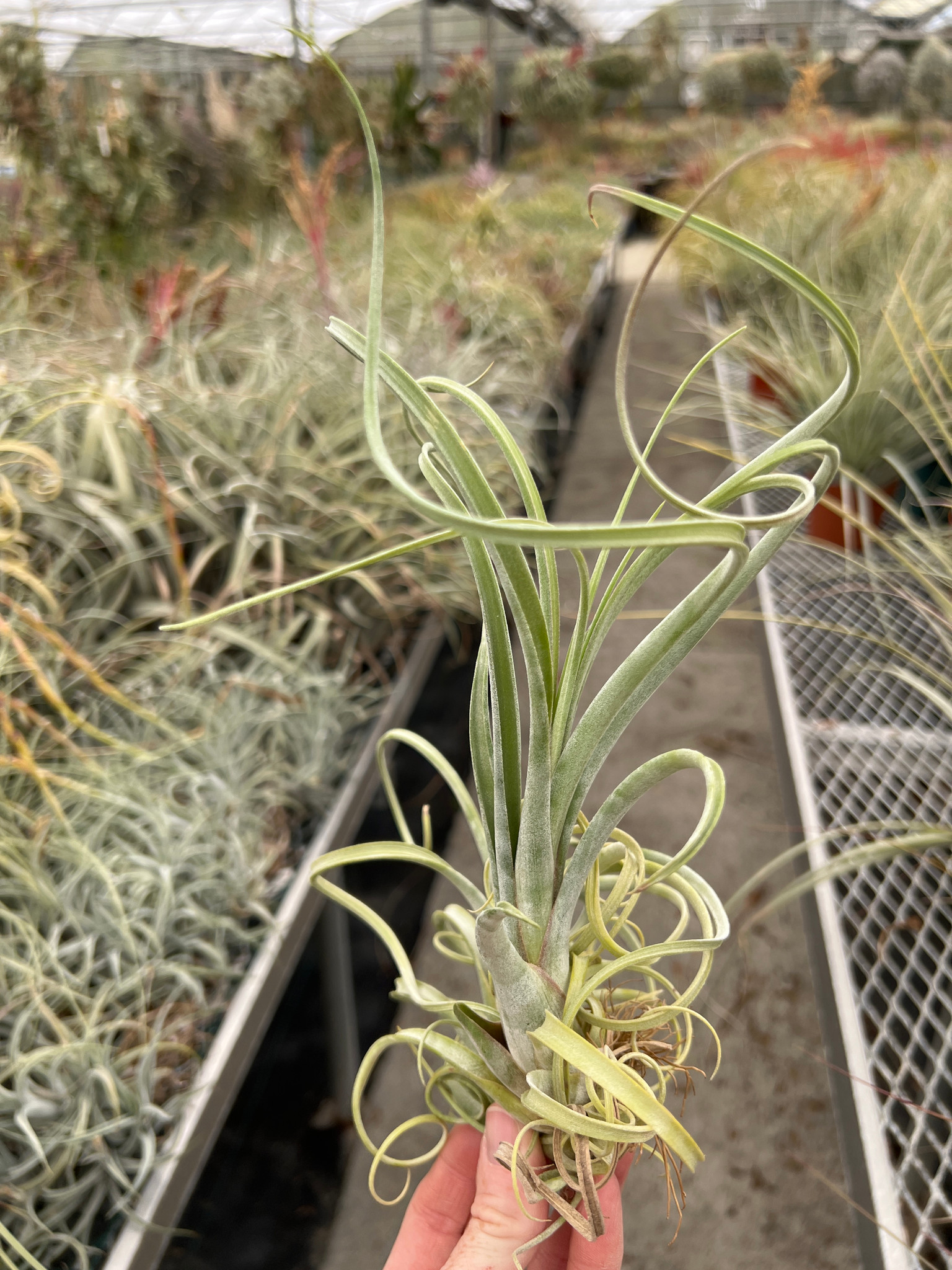 Tillandsia exserta x T.ionantha 'Zebrina' ○エアプランツYC J1558