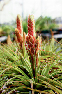 Tillandsia compressa (Jamaica) - Bird Rock Tropicals